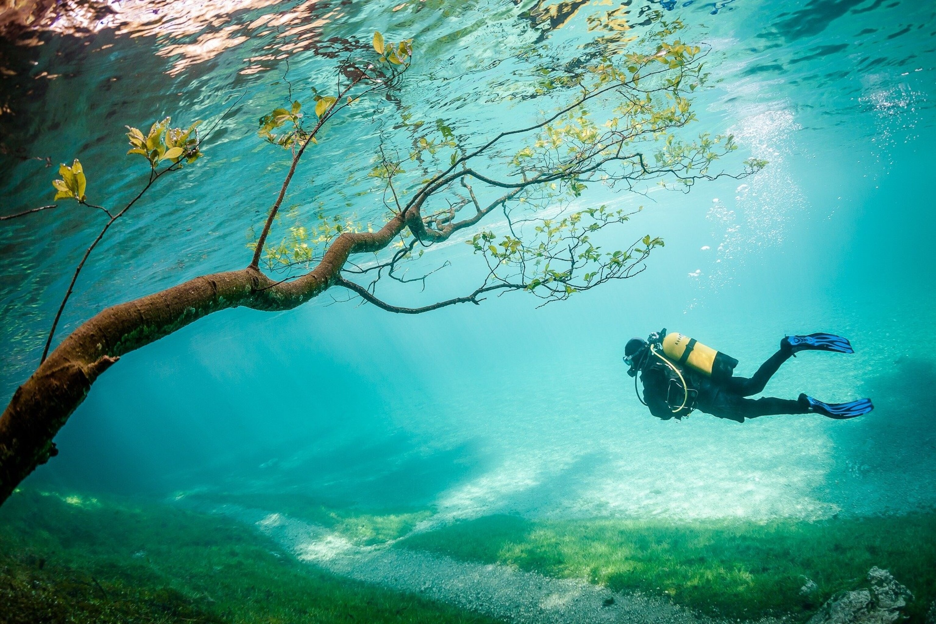 a tree underwater with diver in Austria
