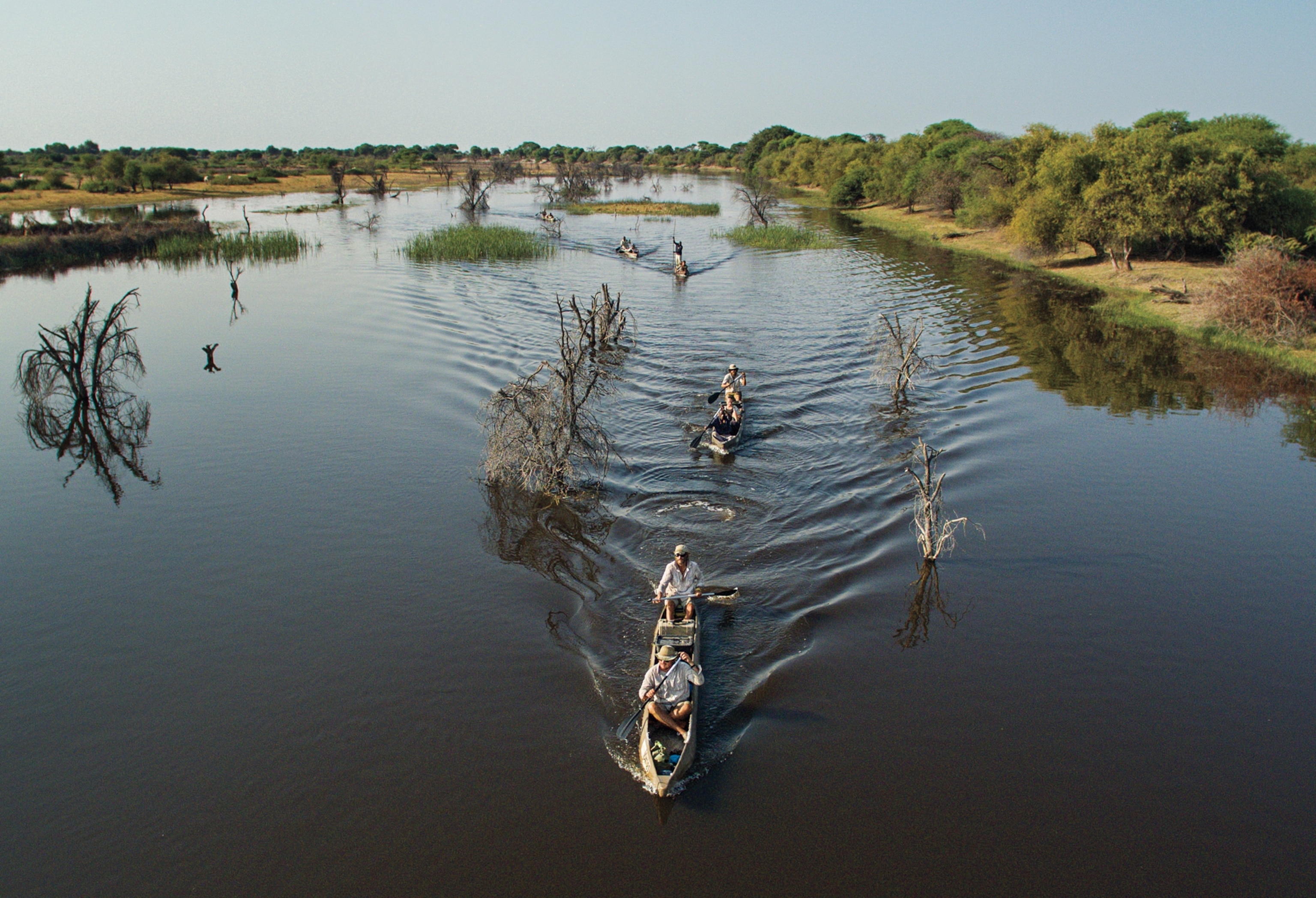 Four canoes follow the leader between flooded dead trees and small green grassy islands in the river.