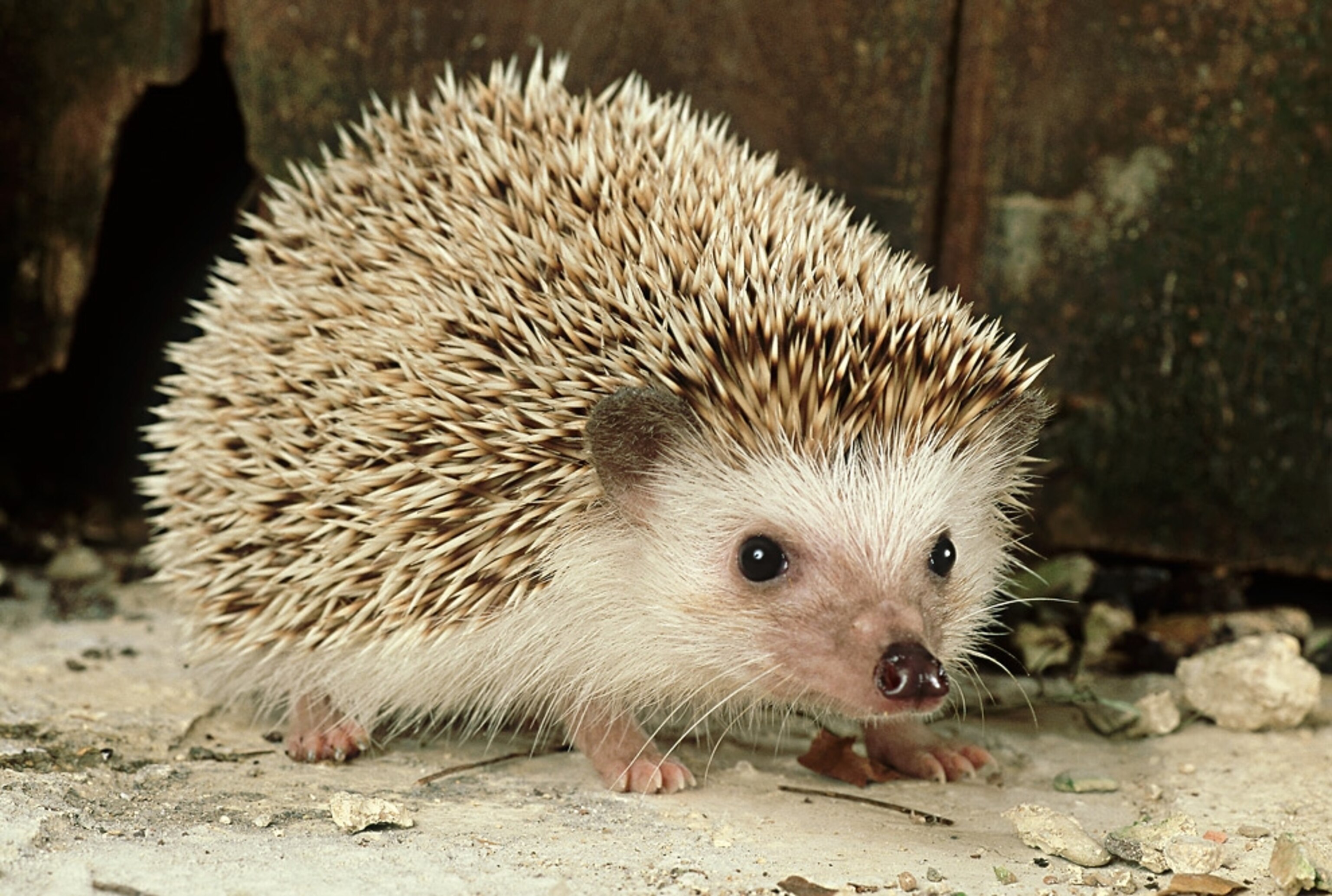 a four-toed hedgehog (used for Groundhog Day-like events in Europe) in the U.K.
