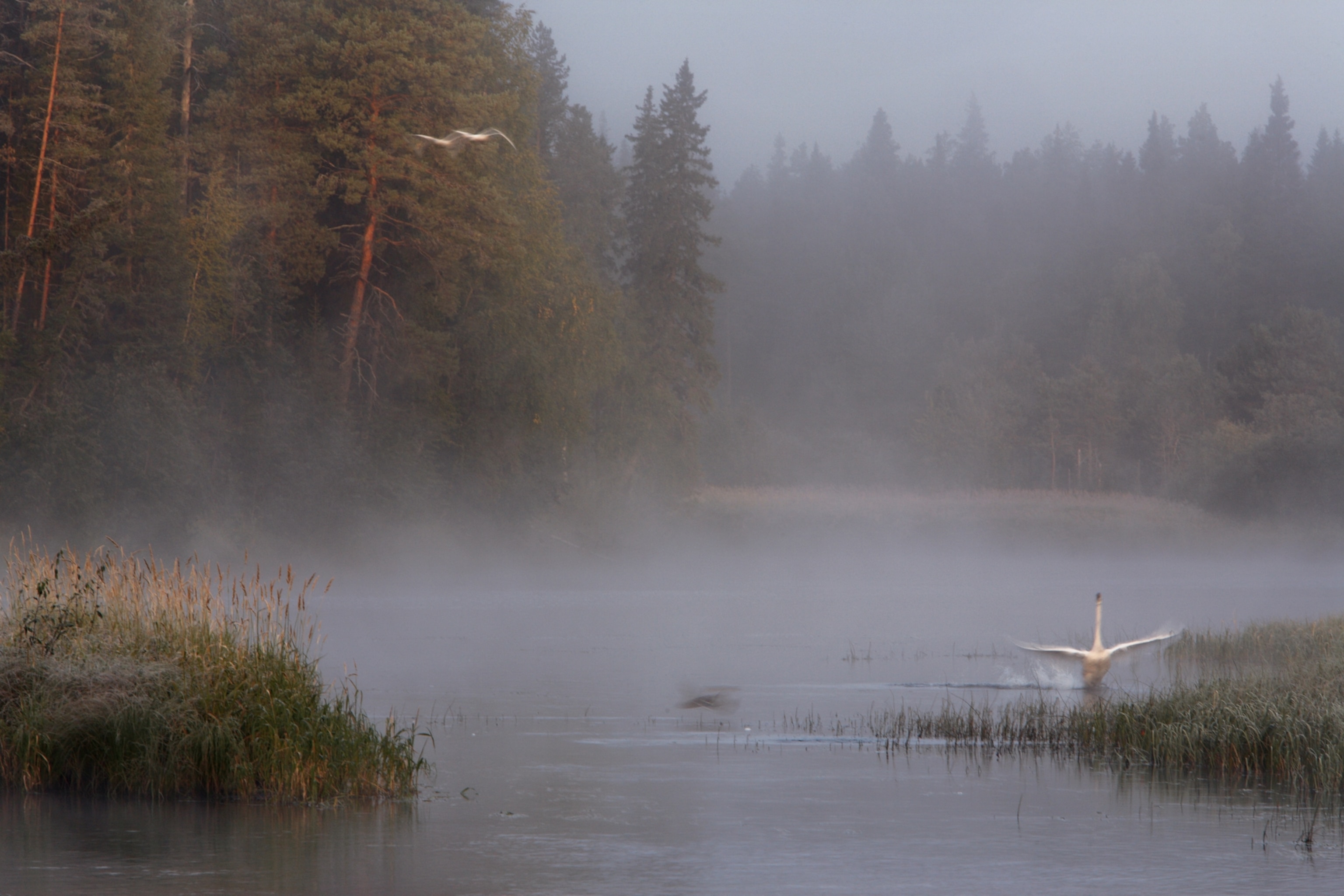 a whooper swan trying its wings along the shallows of the Oulanka River