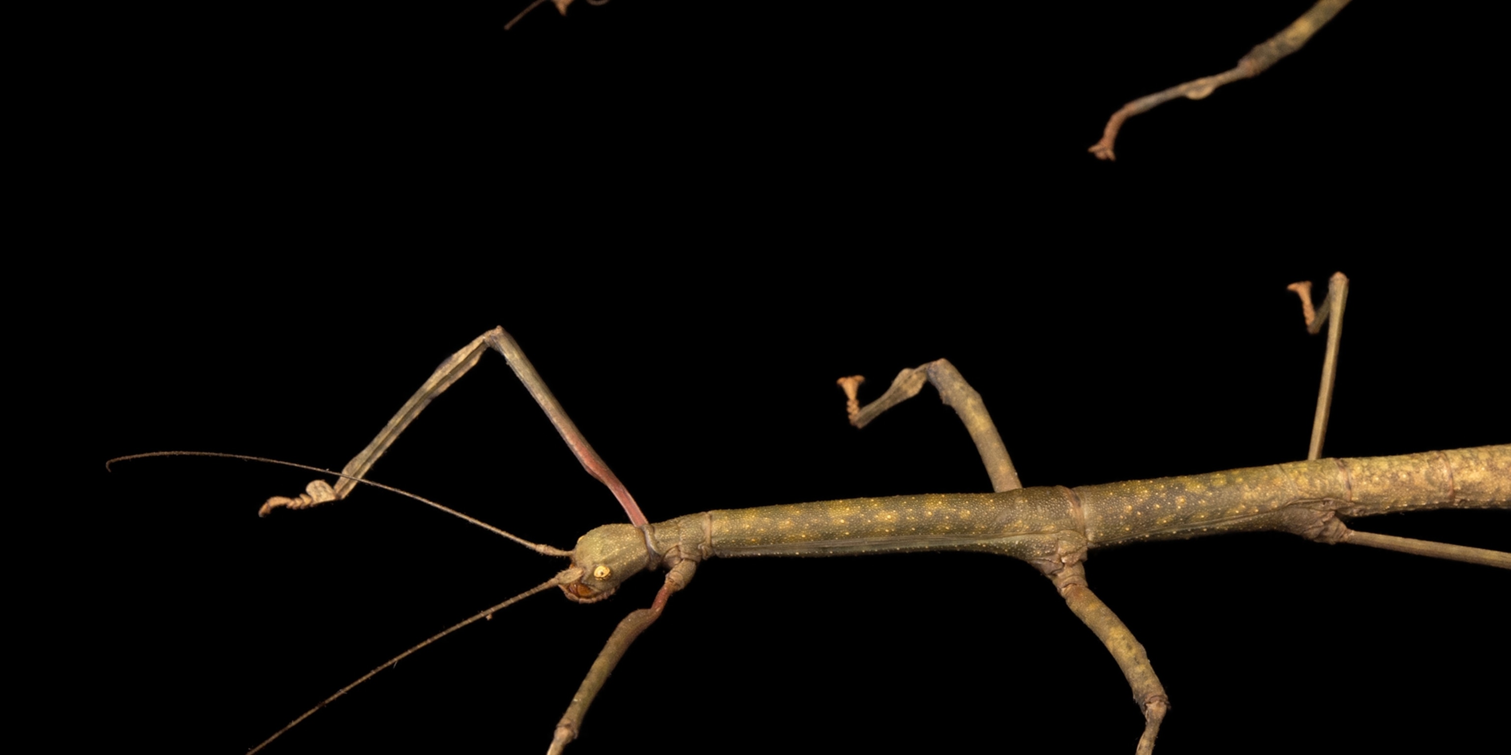 Stick Insects  National Geographic