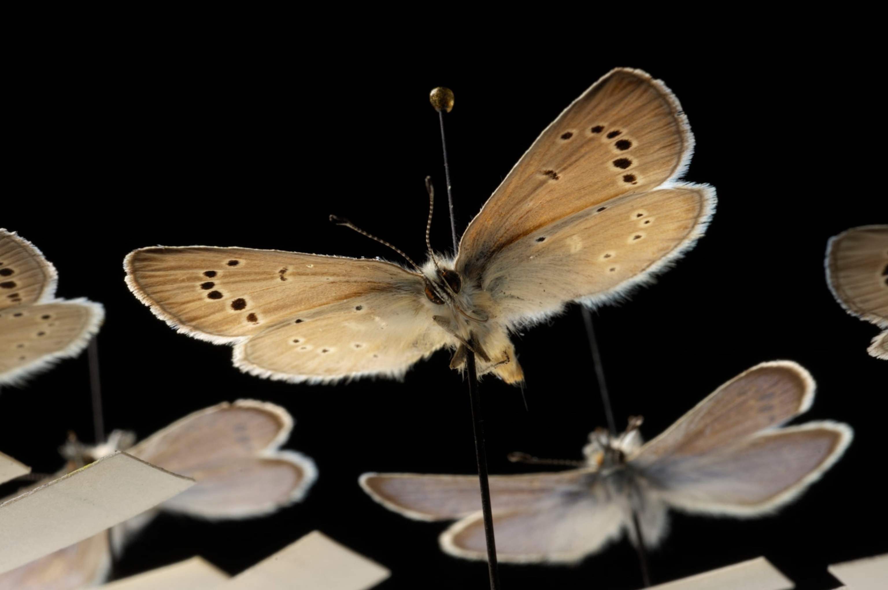 Palos Verdes blue butterflies