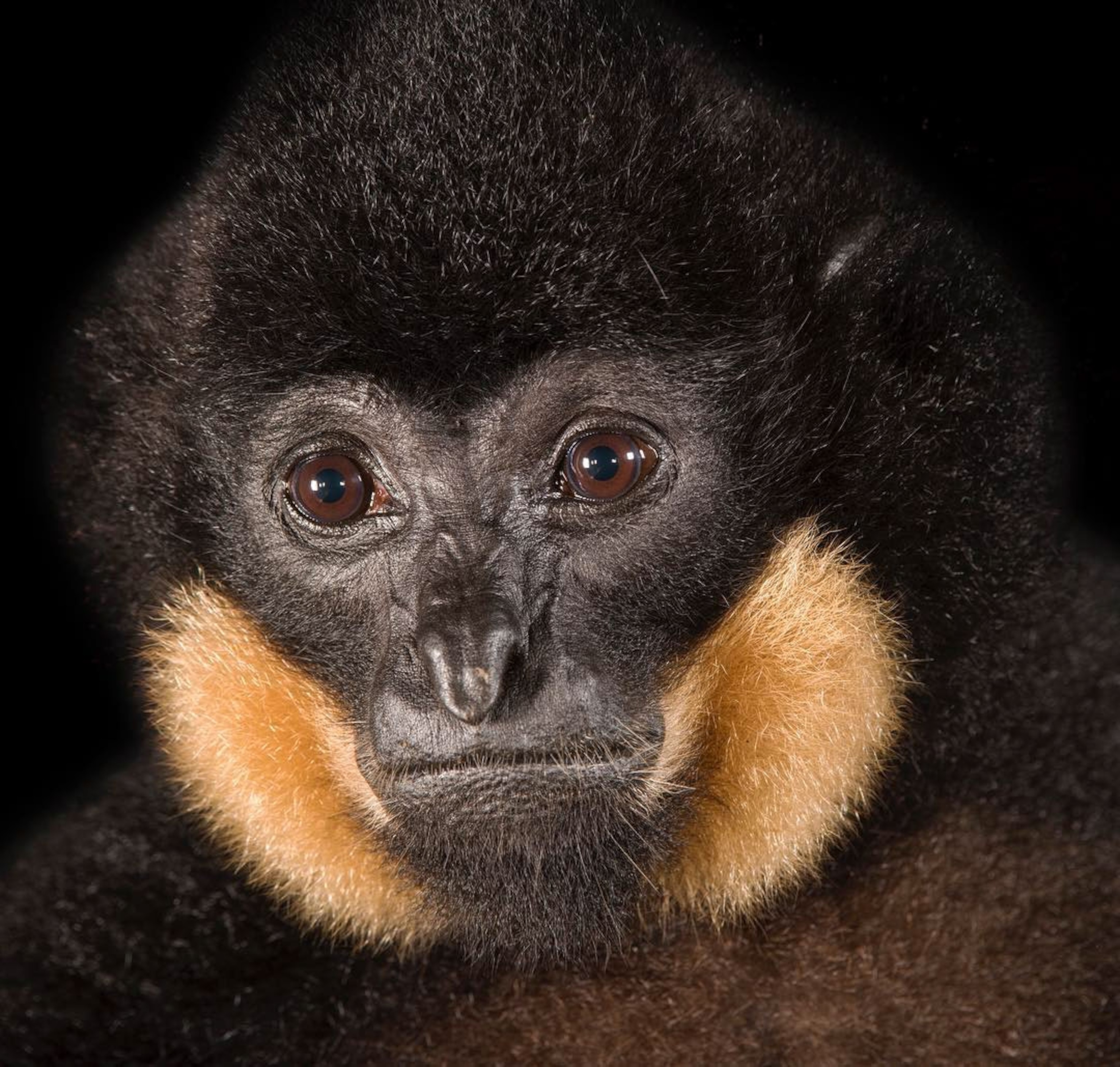 a gibbon in Singapore