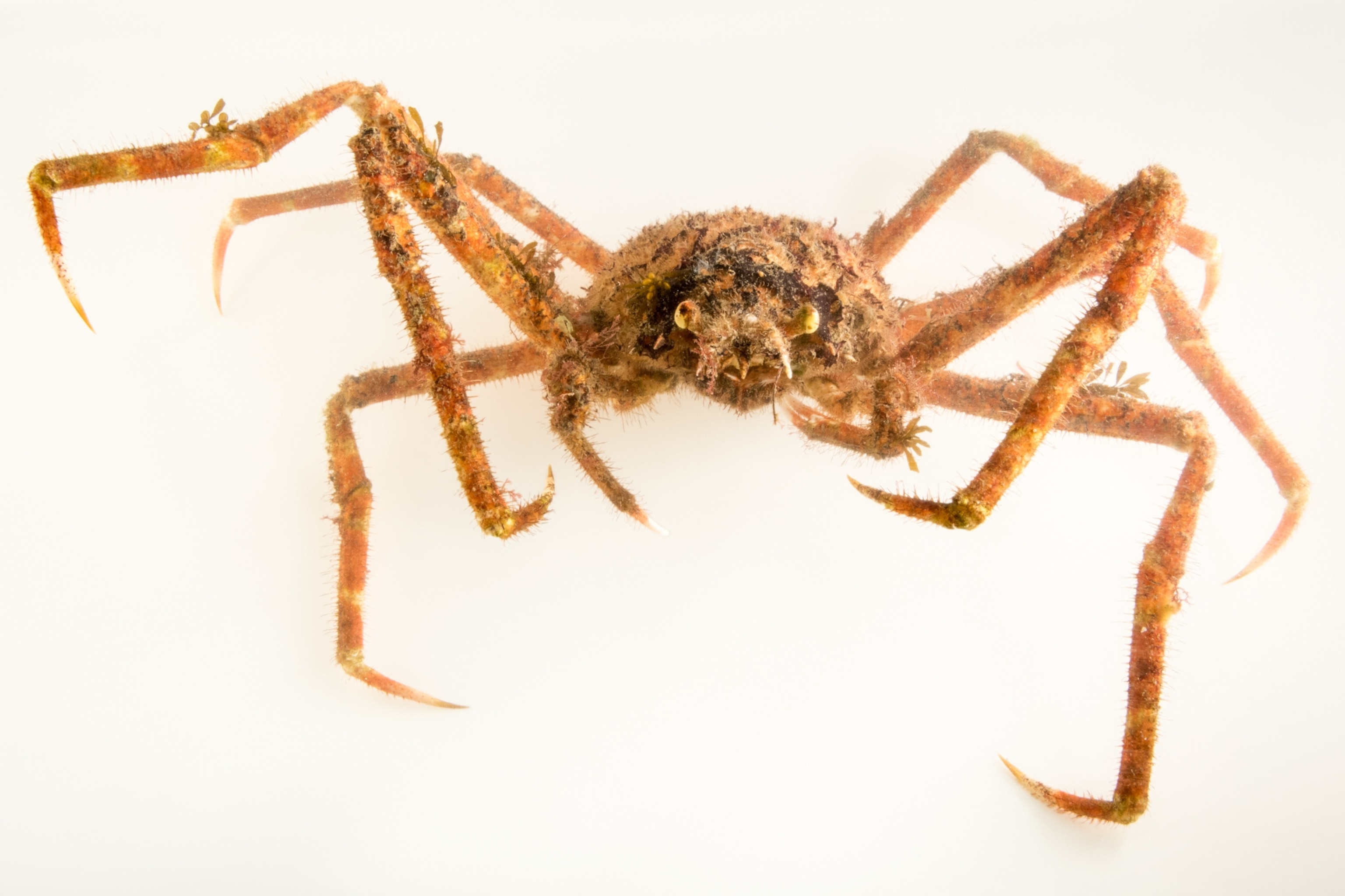 black spider with crab claws