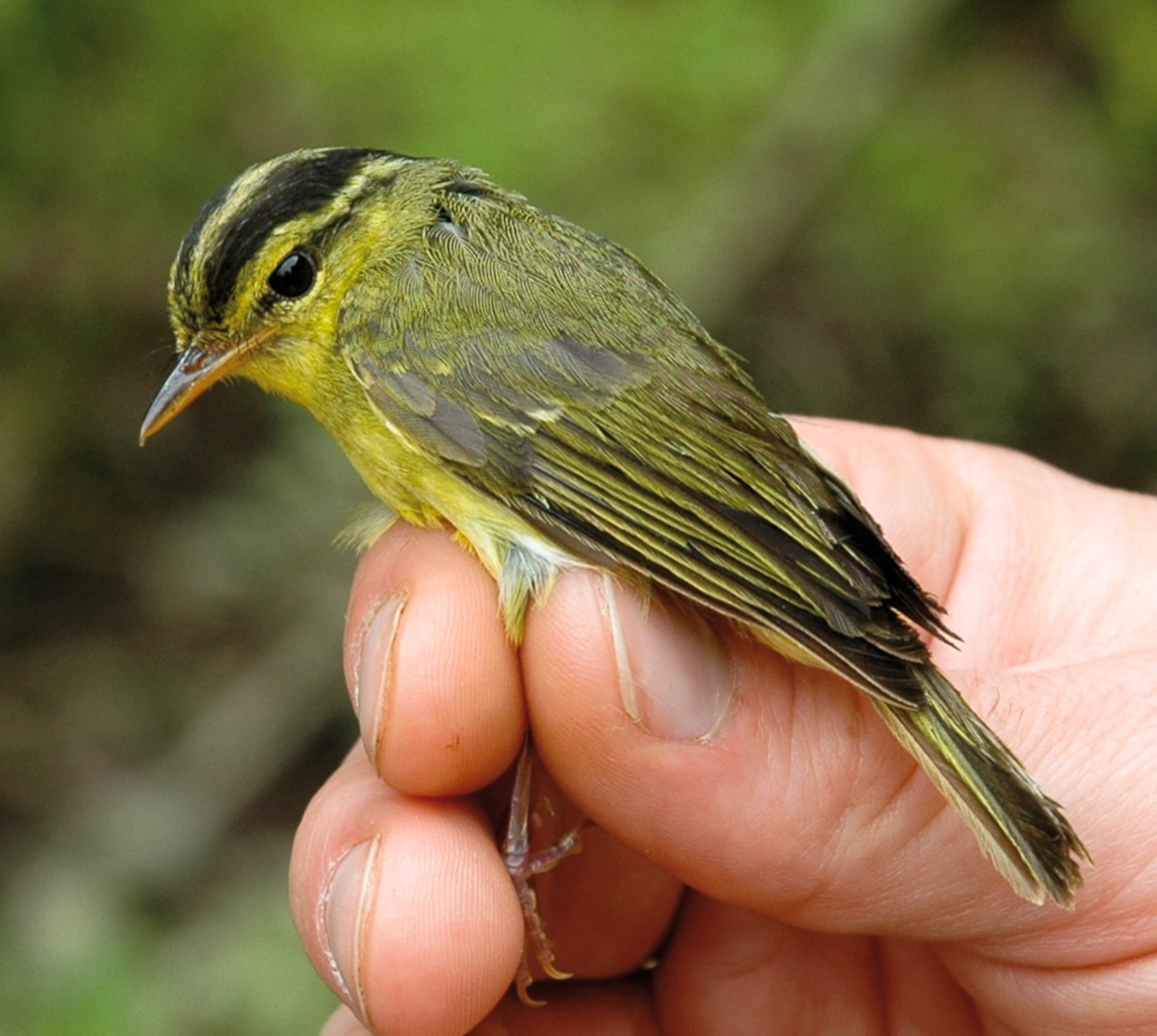 Bird picture: limestone leaf warbler, 1 of 208 new species found in the Greater Mekong region in 2010