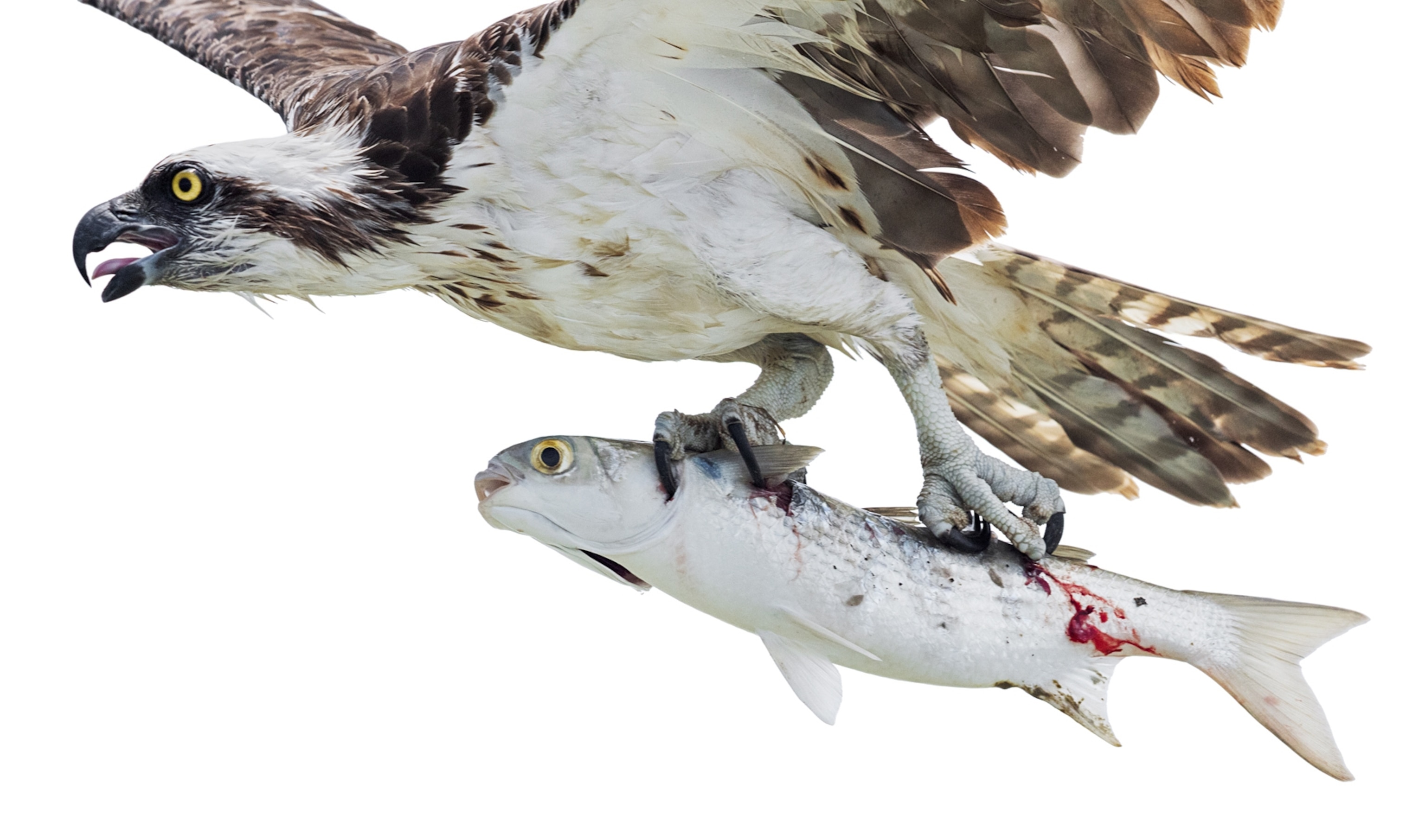 A bird carries a fish in its talons.