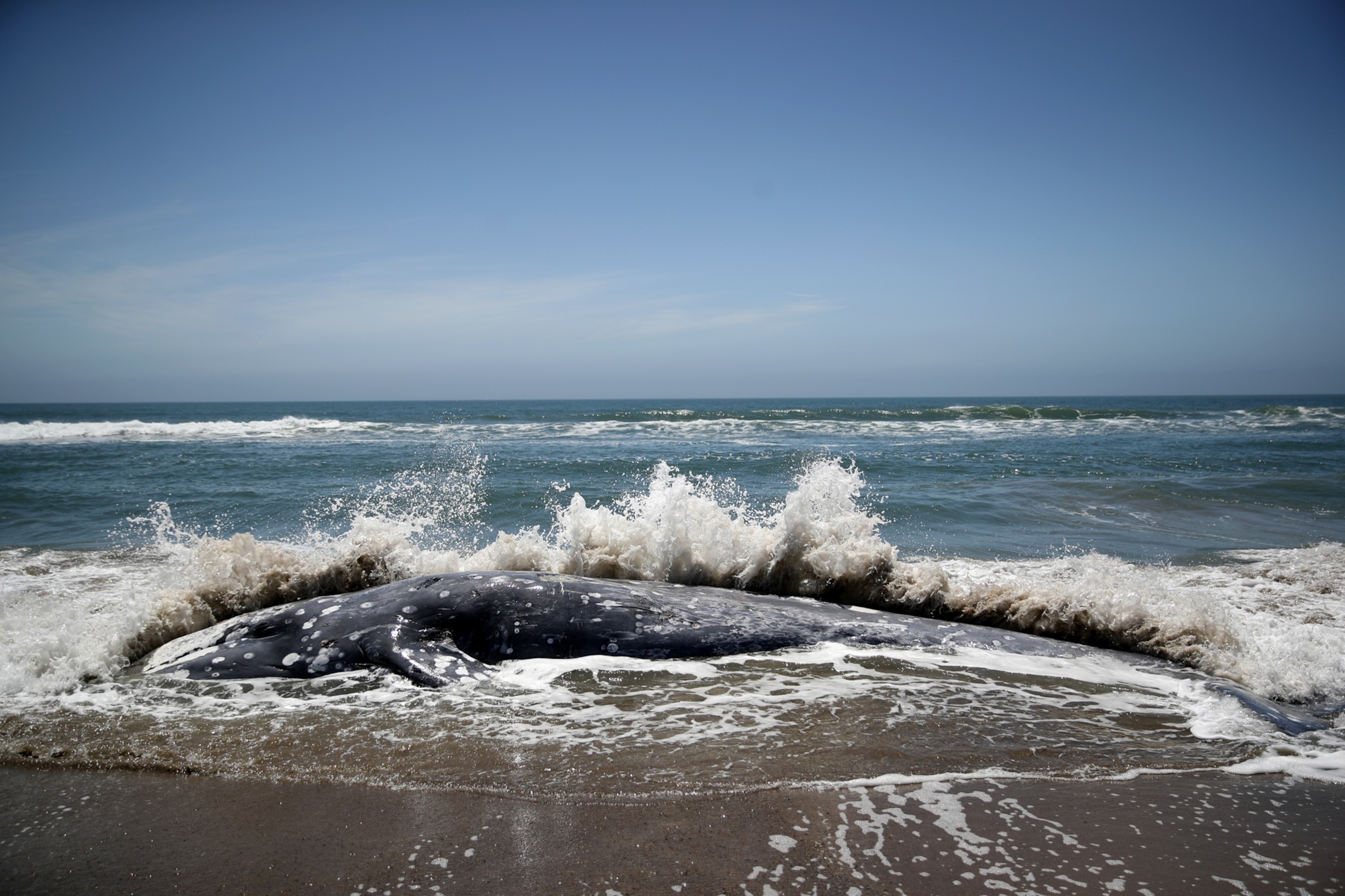 Waves crashing over the corpse of a large whale lying partly submerged on a sunlit beach
