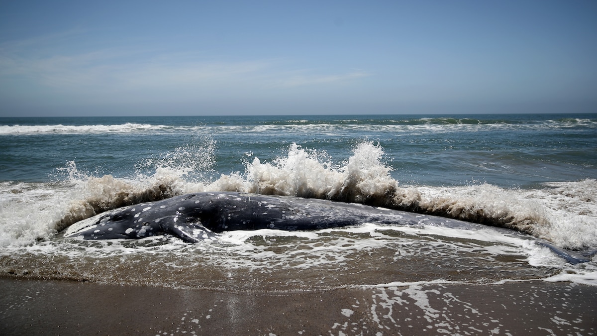 New tech is saving gray whales in San Francisco Bay
