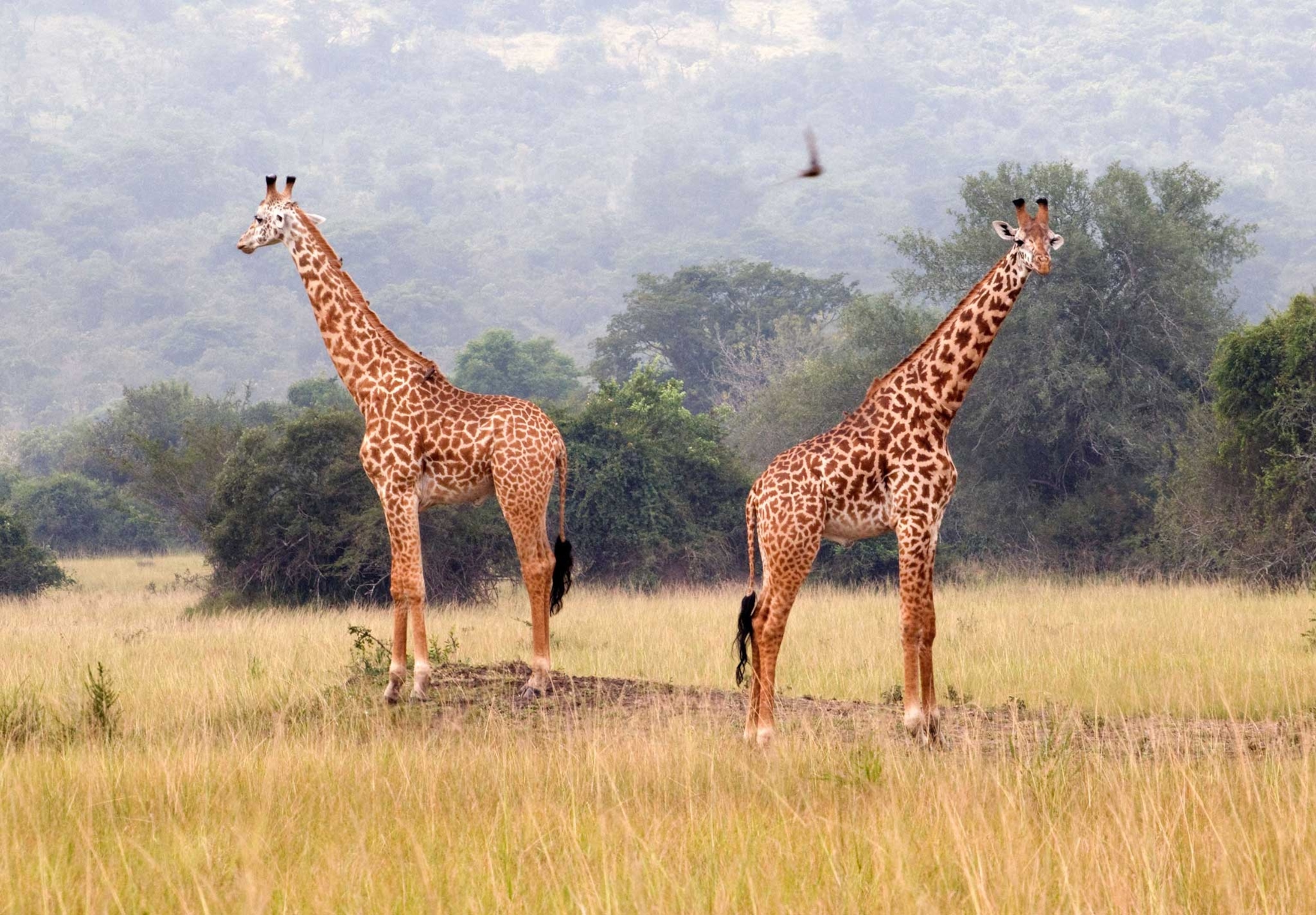 giraffe near Kigali, Rwanda