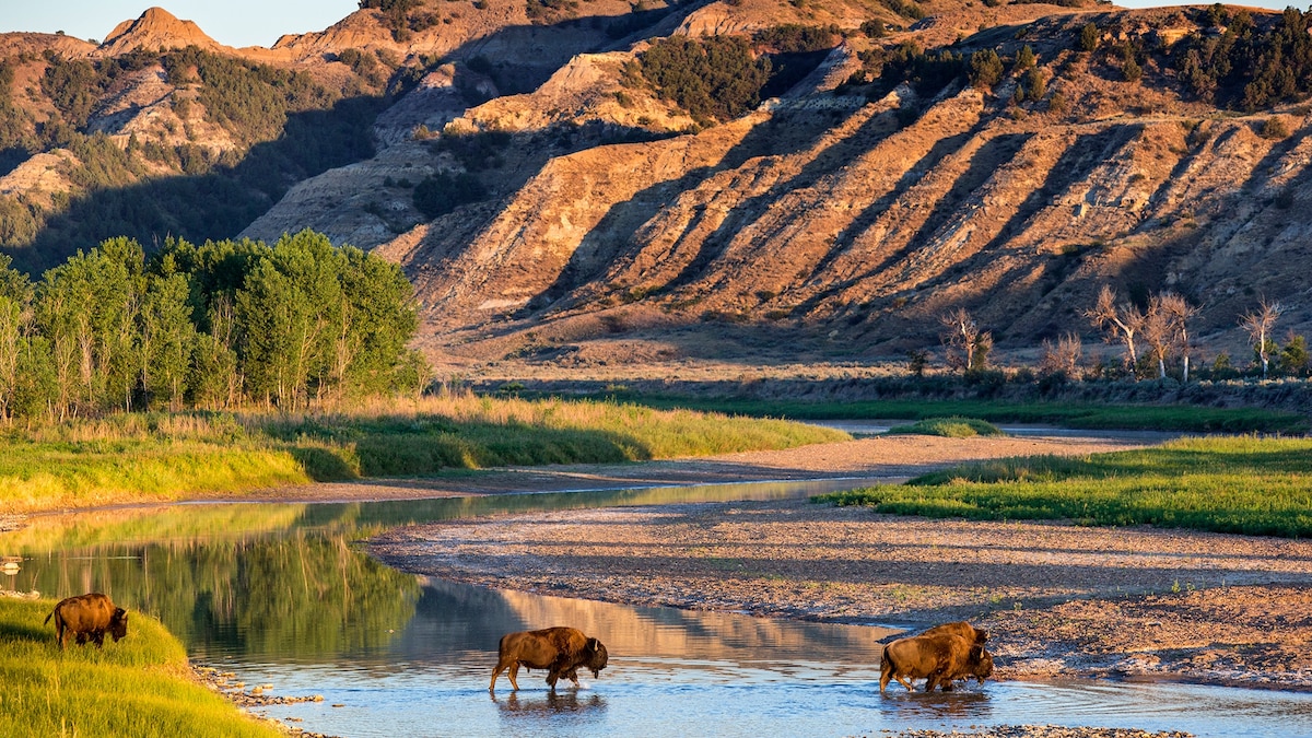 Everything to know about Theodore Roosevelt National Park