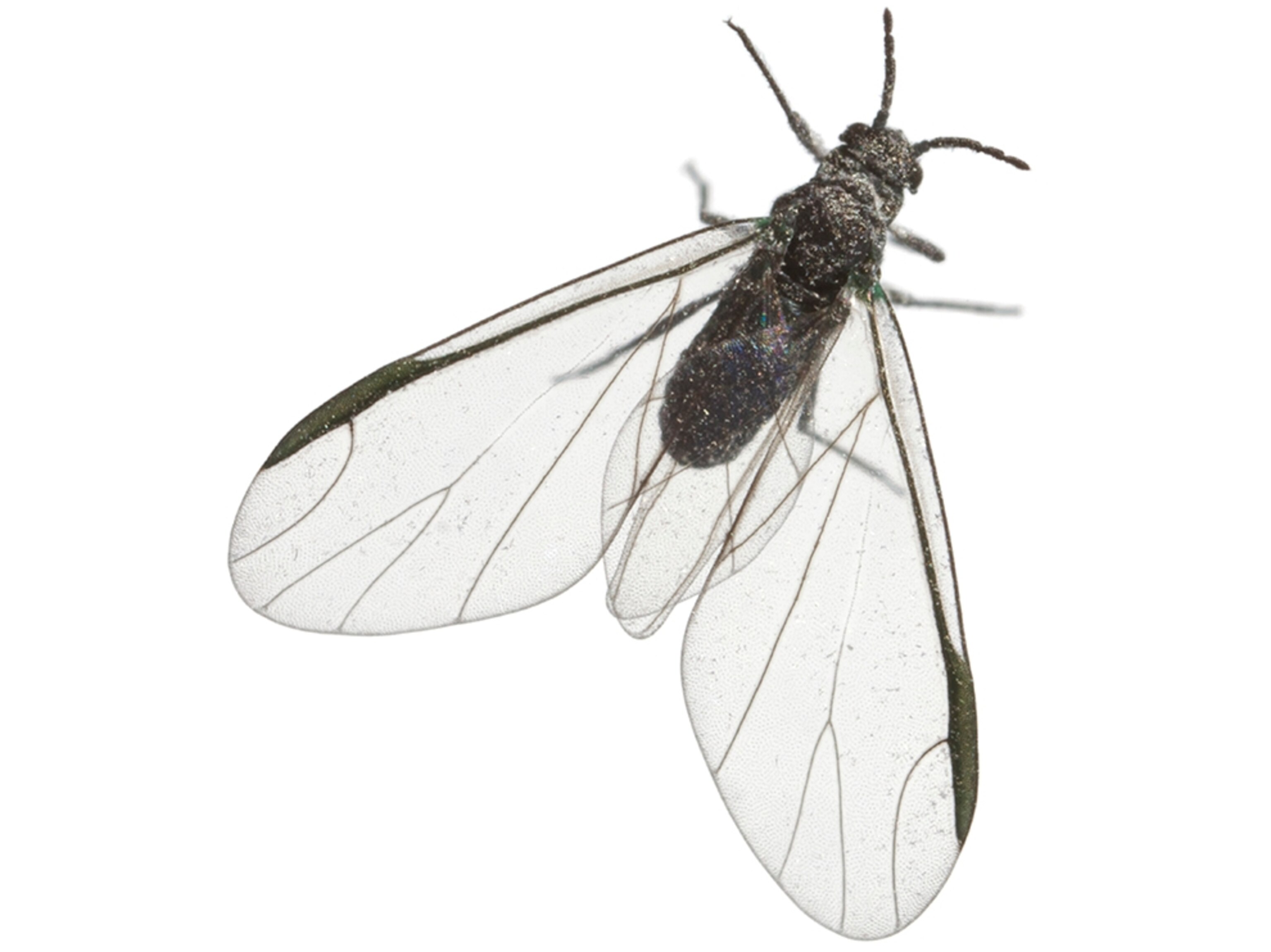 Common Name: Fringed Palm Aphid, Scientific Name: Cerataphis lataniae, Magnification: 5x,