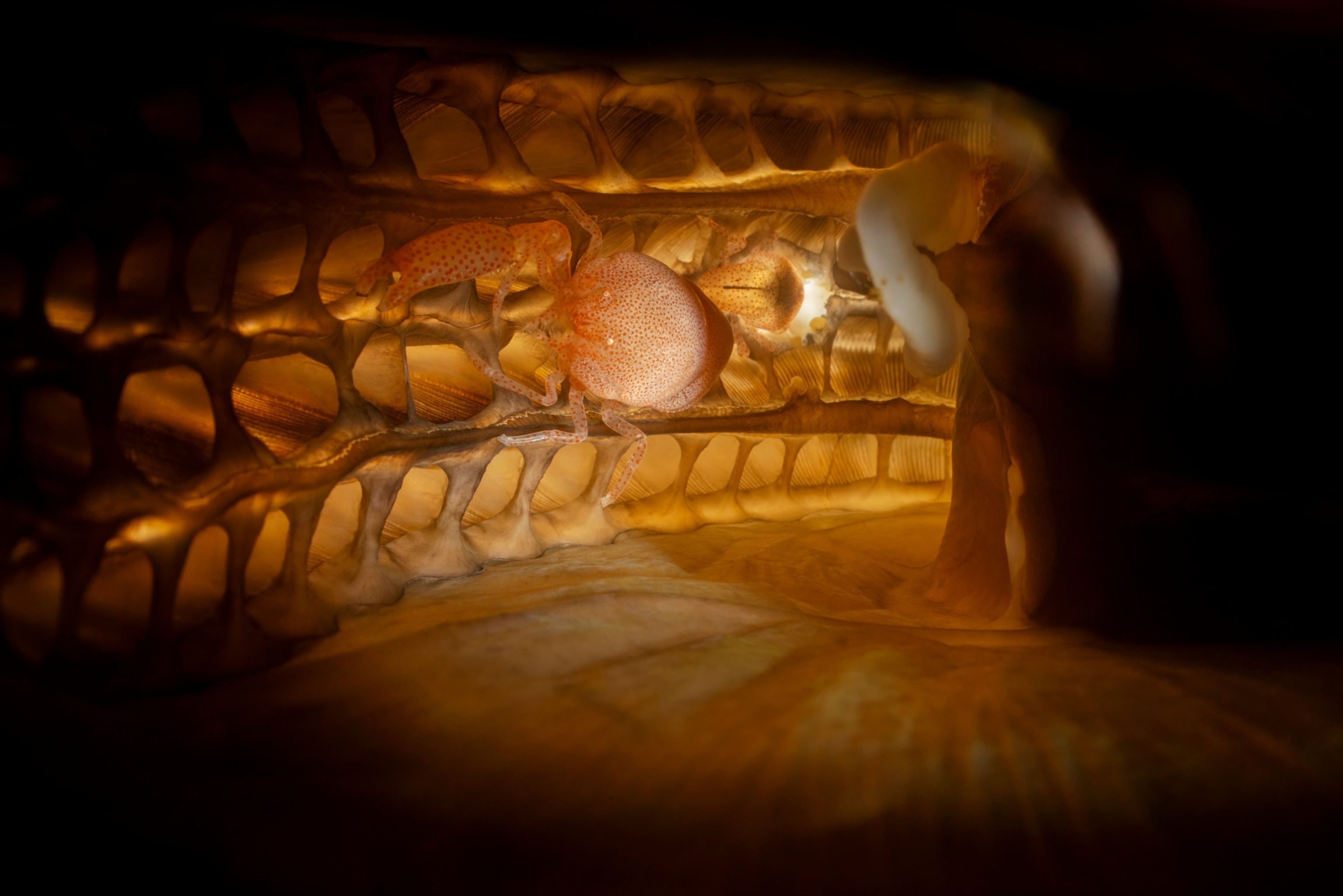 A shrimp crawls on the side of a pearl oyster, which is orange with circular indentations along it.