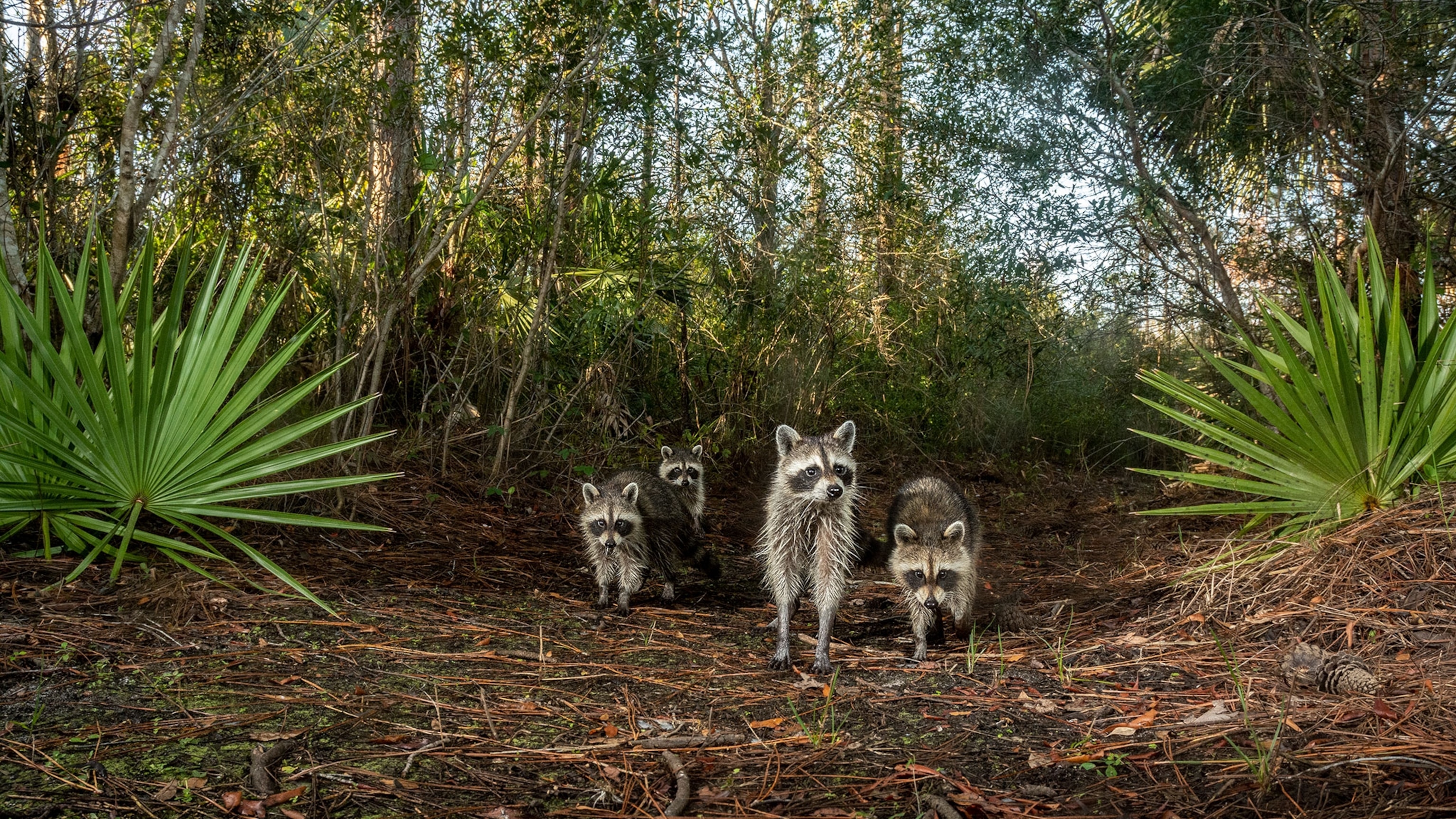 Animals