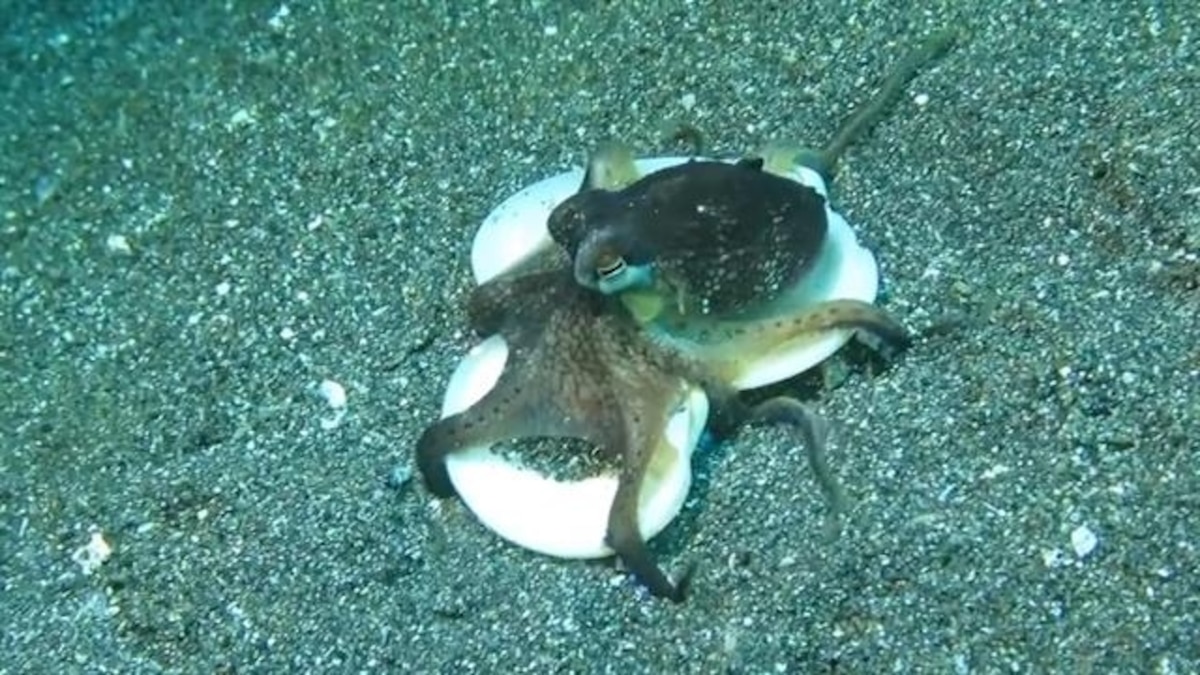 Watch This Octopus Use Shells as a Shield