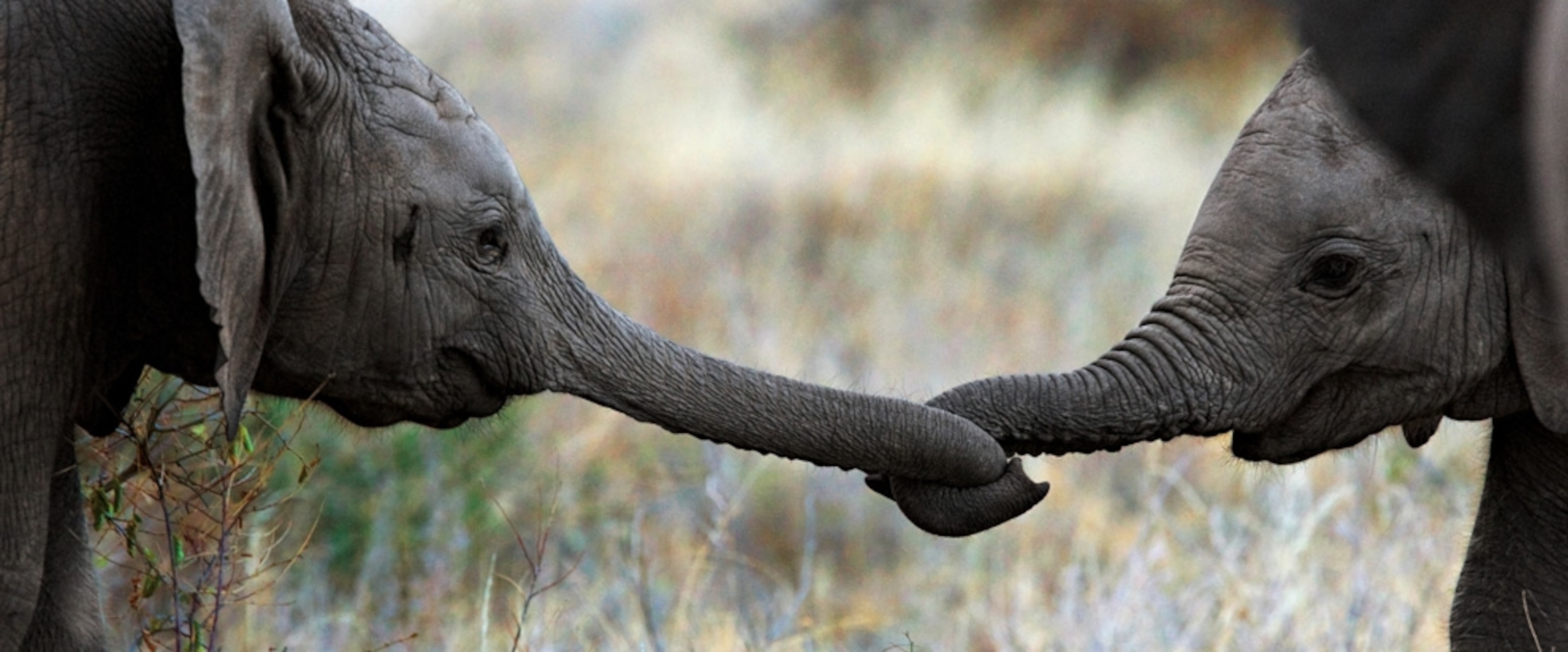 Close-up of two baby elephant trunks