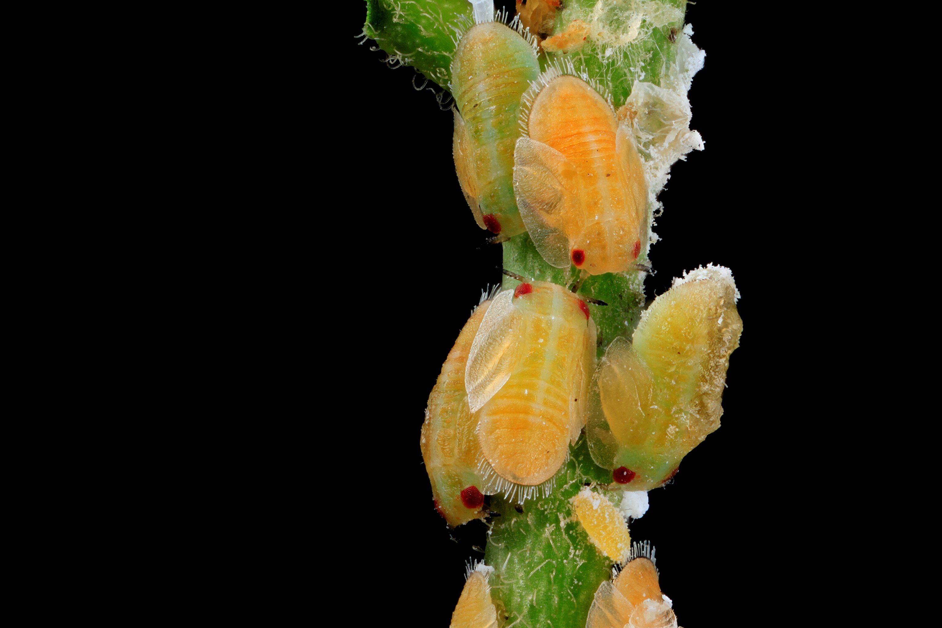 Asian Citrus Psyllid in its nymphal stage feed off a citrus plant in a laboratory.