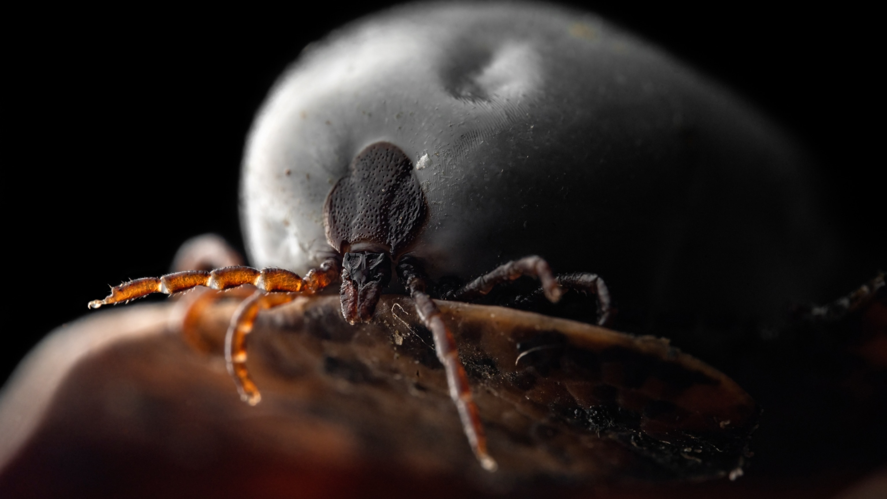 How to protect yourself from ticks—and what to do if you're bitten