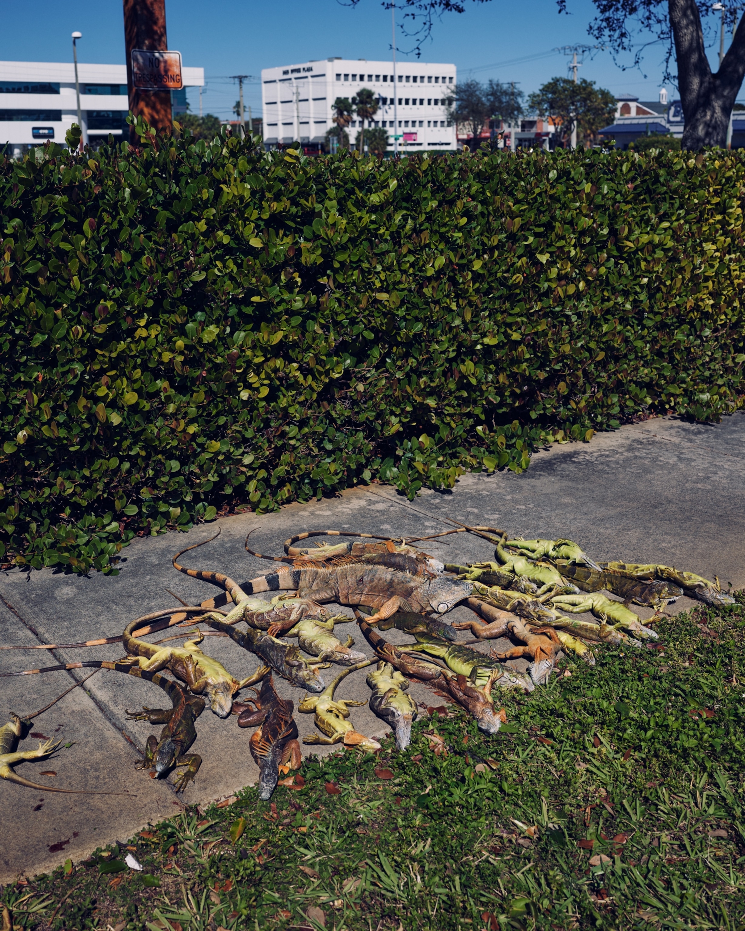 Frozen iguanas piled on a sidewalk in Fort Lauderdale, Florida.