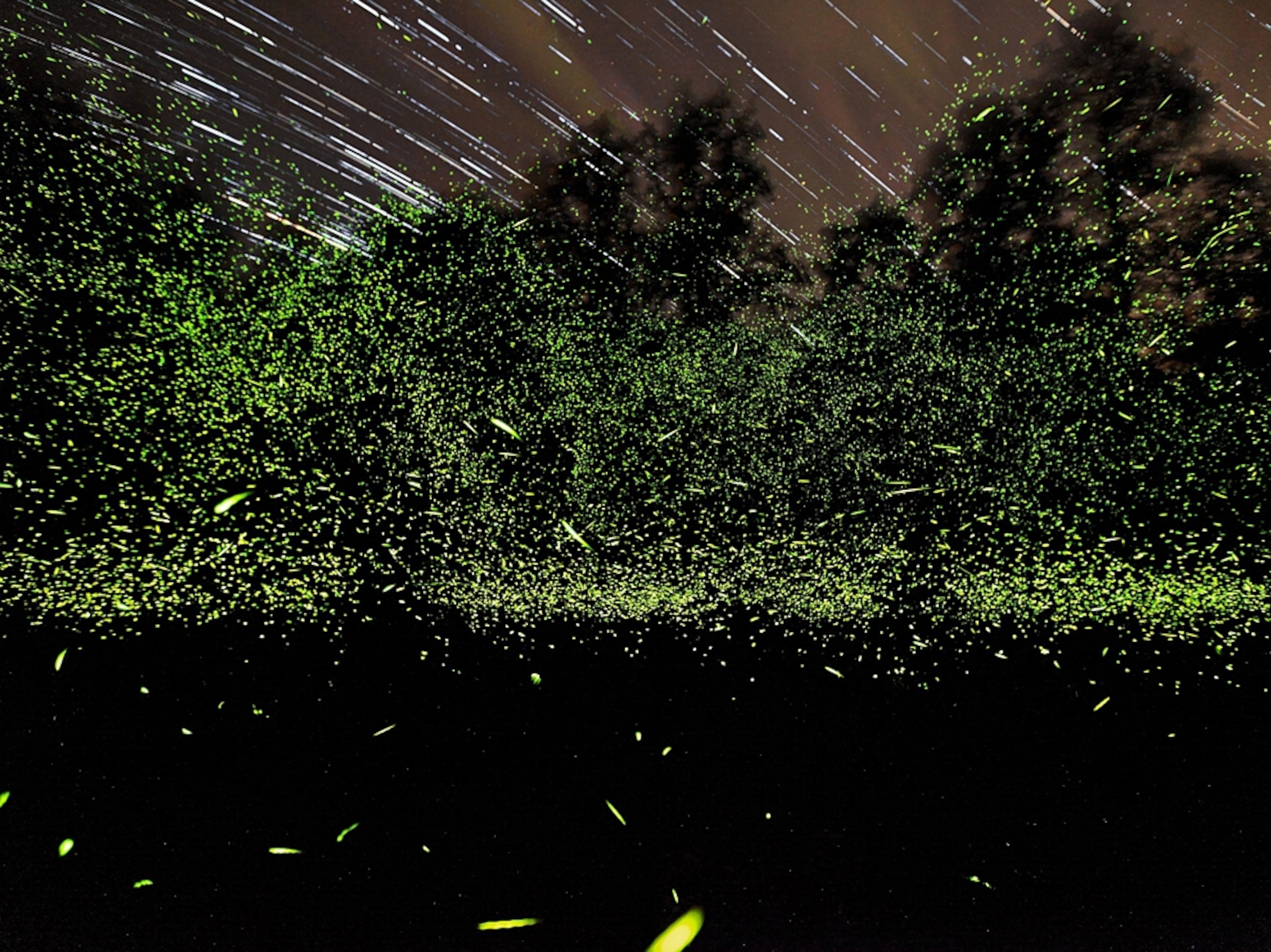 synchronous fireflies at night, Great Smoky Mountains