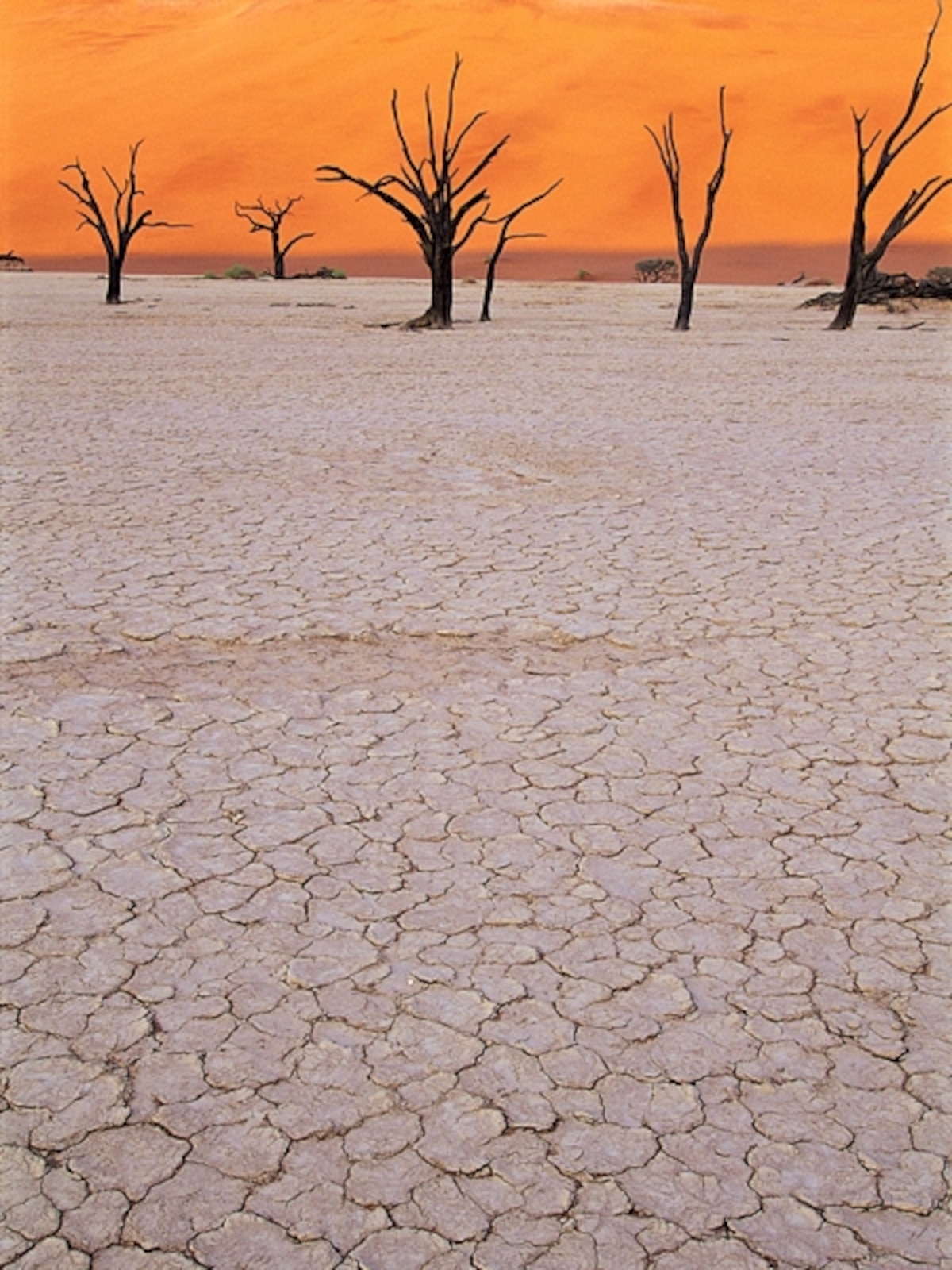 Desert Threats and Endangered Species National Geographic