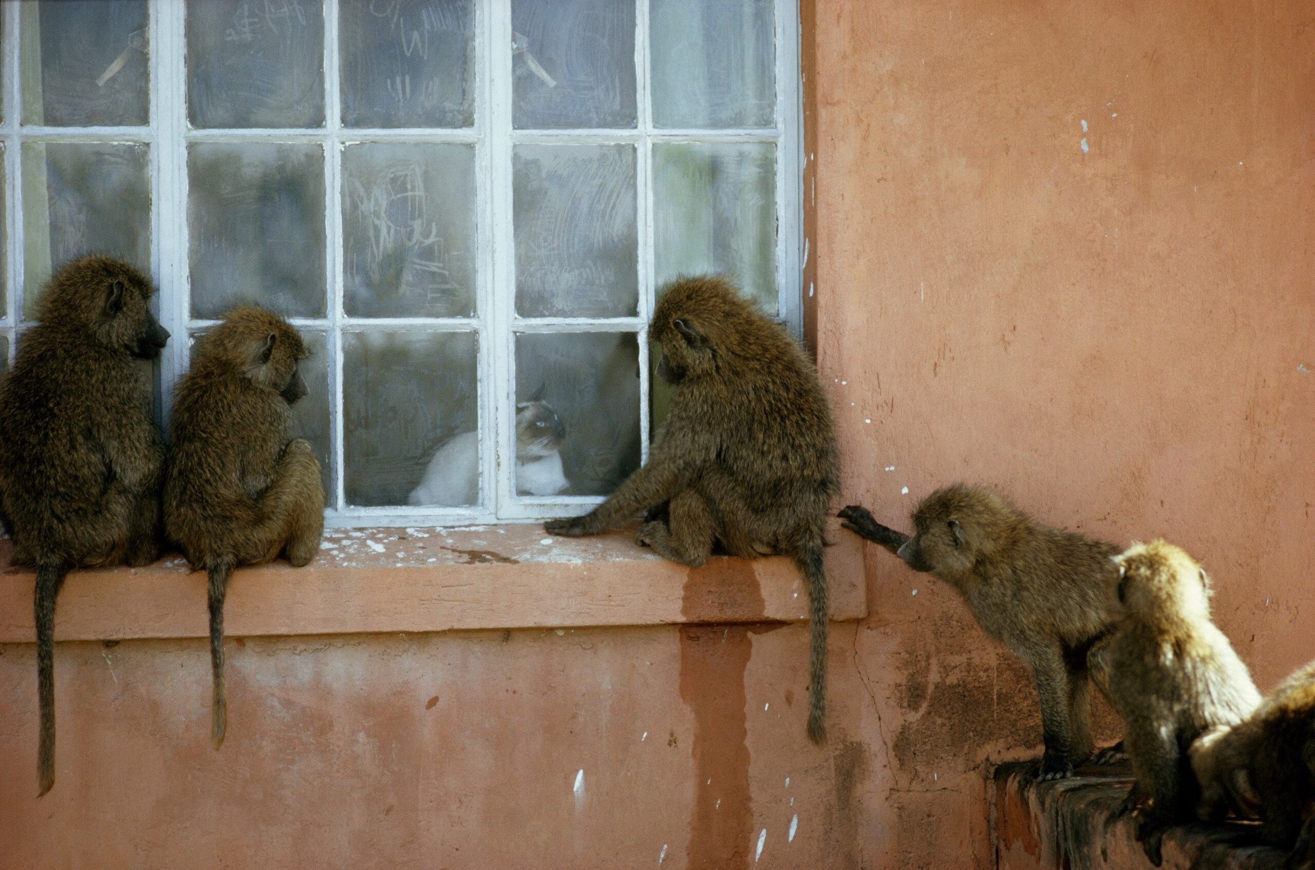 Olive baboons watch an equally curious Siamese cat through a window on the Kekopey Ranch in Gilgil, Kenya