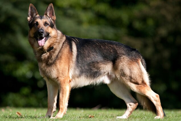 A German Shepherd Is First Dog In The U S To Test Positive For The Coronavirus