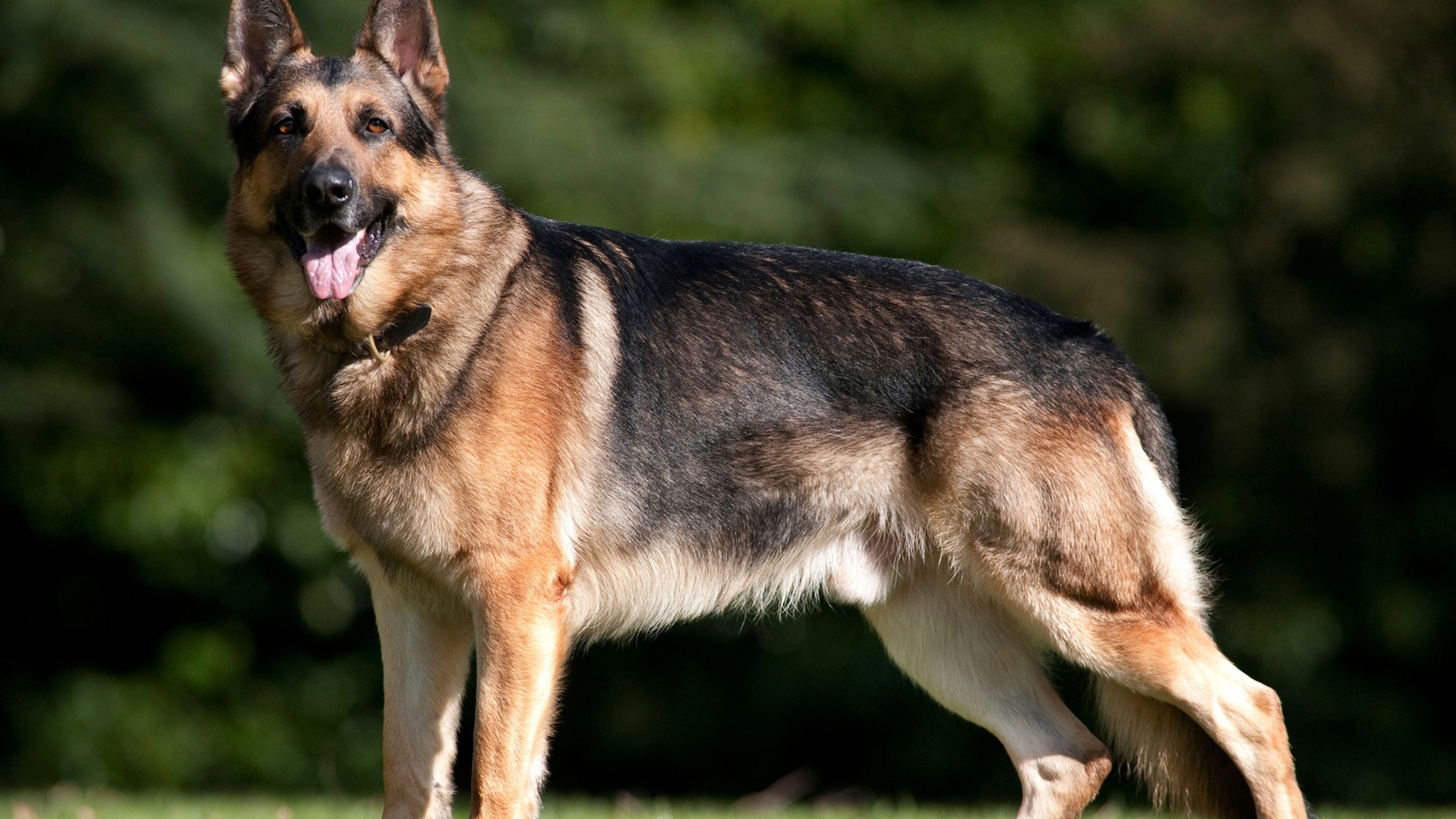 Are German Shepherds Hyper   01 German Shepherd Coronavirus Bwtkdt 16x9 