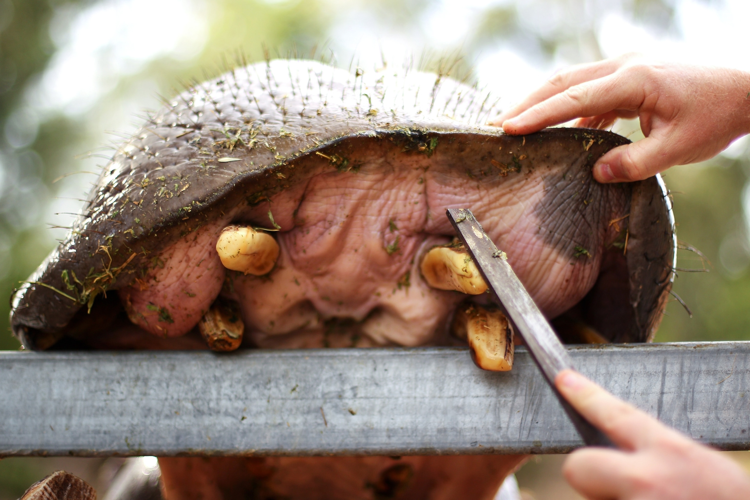 Hippo picture -- for gallery of best news pictures of April 2012