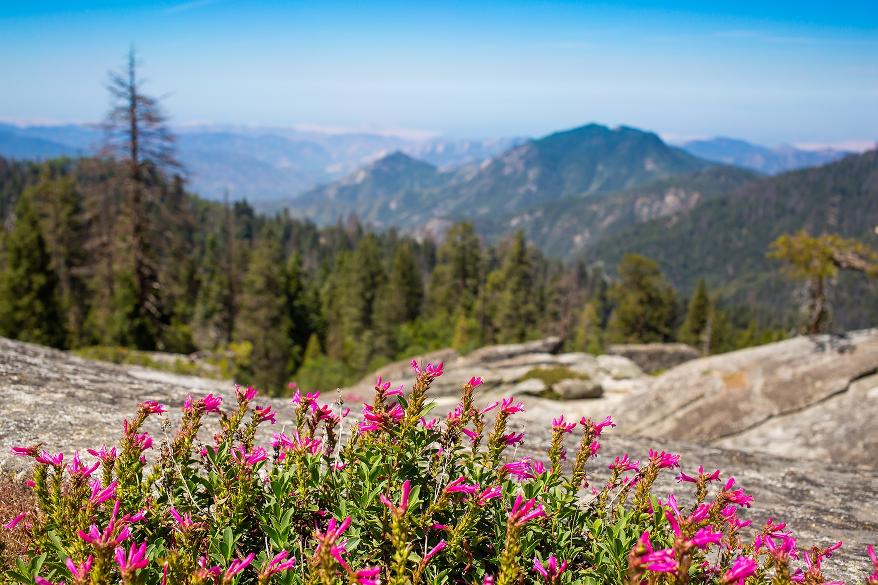 Landscape view with pink flowers focused in the foreground backdropped by blurred forests and mountains surrounded by mist in the background