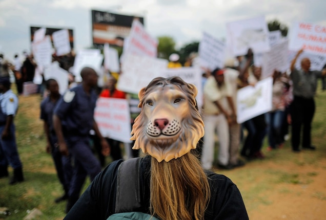 A masked activist demonstrates against captive, or canned, lion hunting outside a popular lion park near Johannesburg, South Africa. Trophy hunters often pay tens of thousands of dollars to shoot young lions in a fenced enclosure - Photograph by Kim Ludbrook, EPA/Corbis