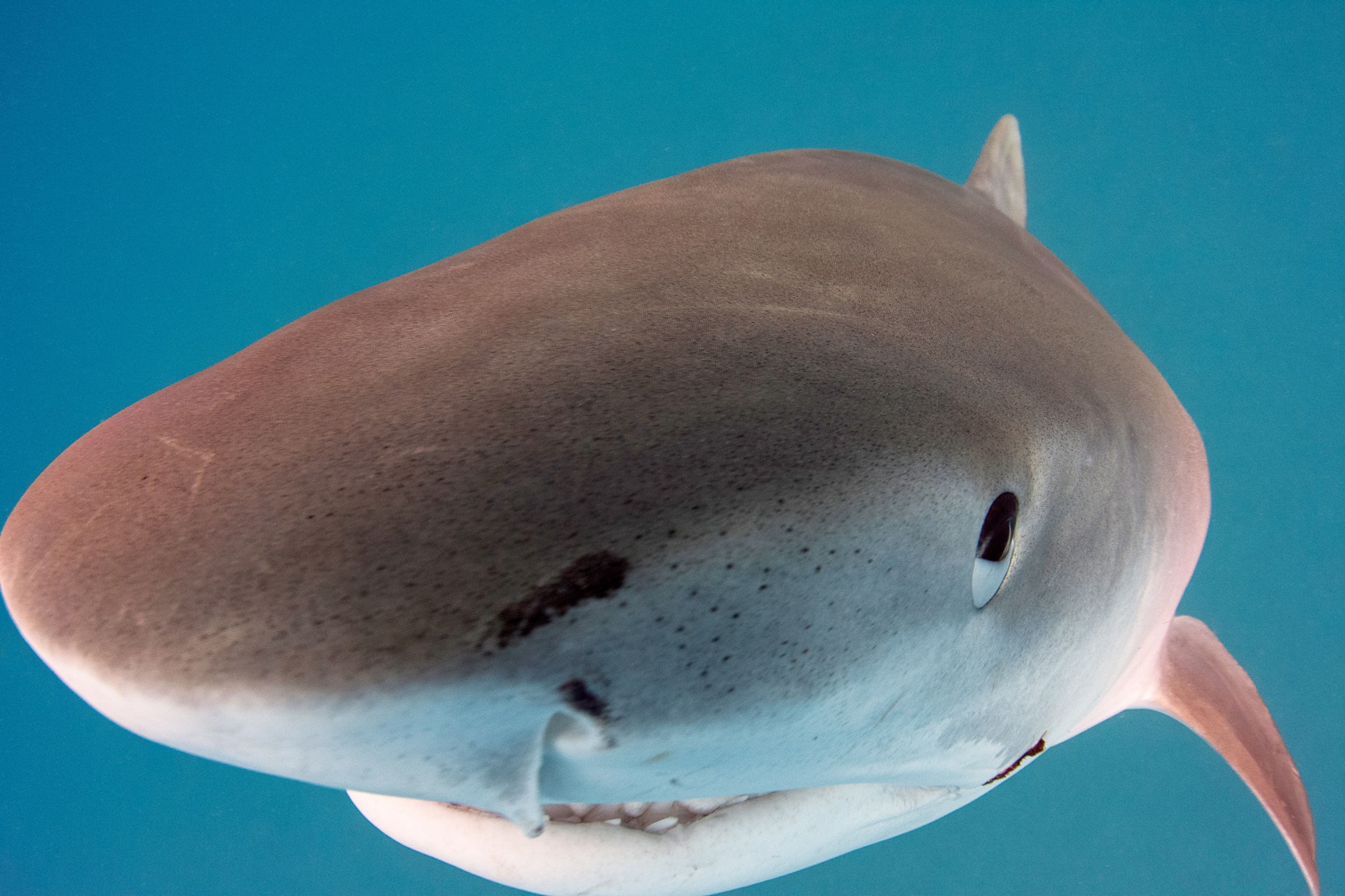 tiger shark "DJenny" up close