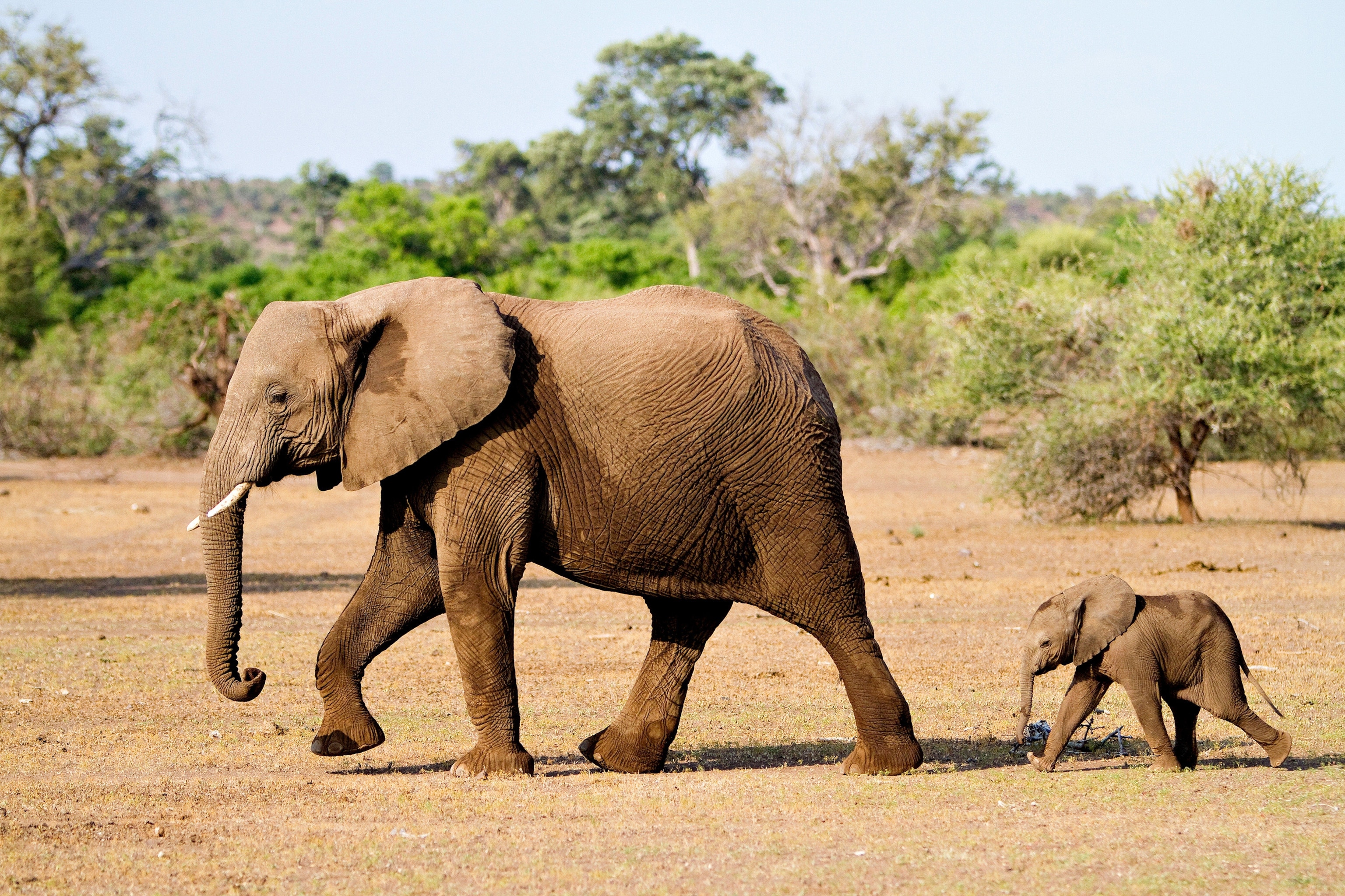 two elephants walking in Botswana