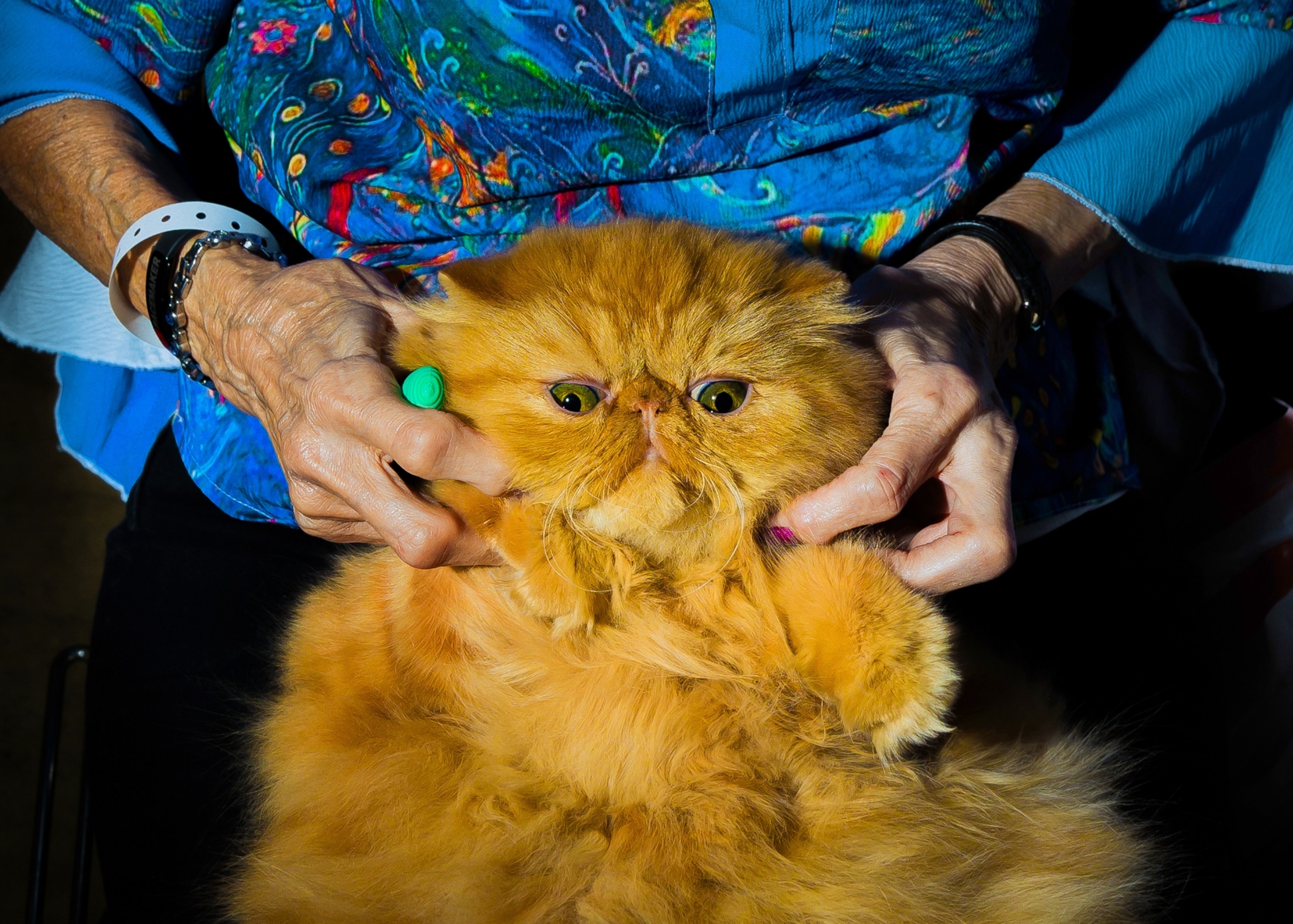 A close-up view of an orange Persian cat having its neck massaged