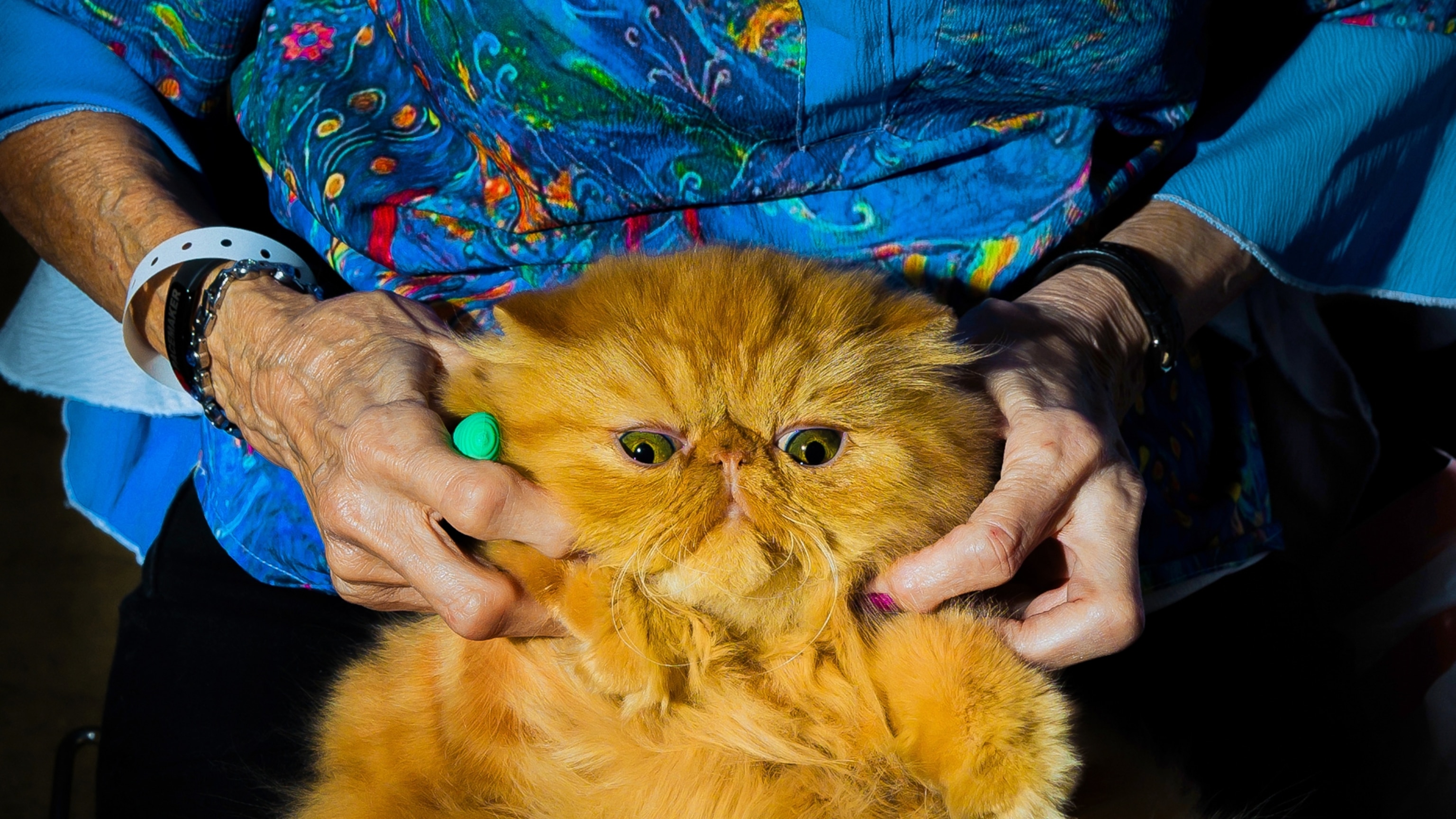 What it takes to be America’s top house cat