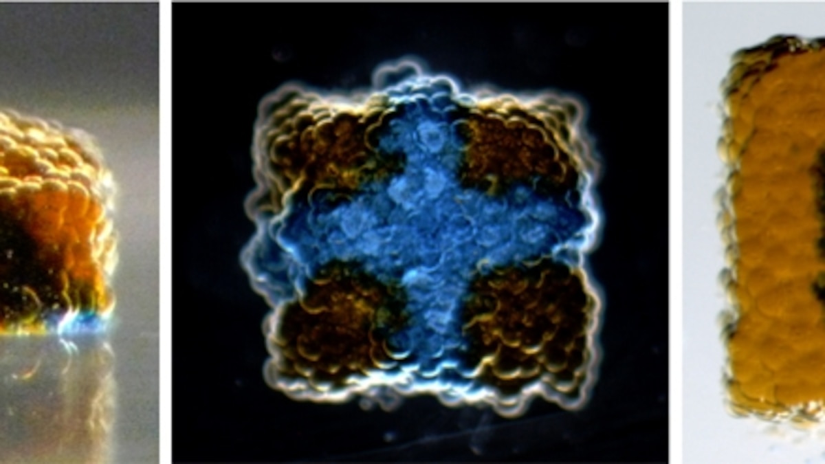 3D Printer Makes Synthetic Tissues from Watery Drops