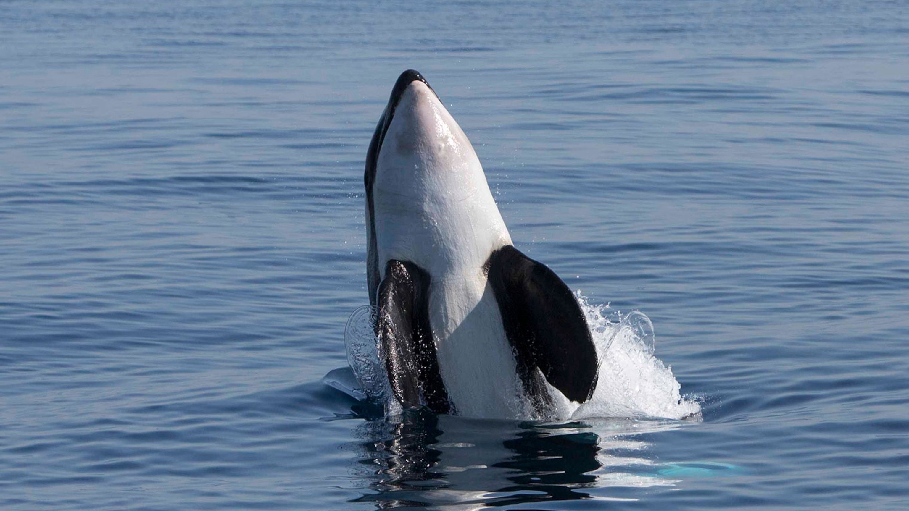 Orcas are ramming boats again and scientists now think it’s a game