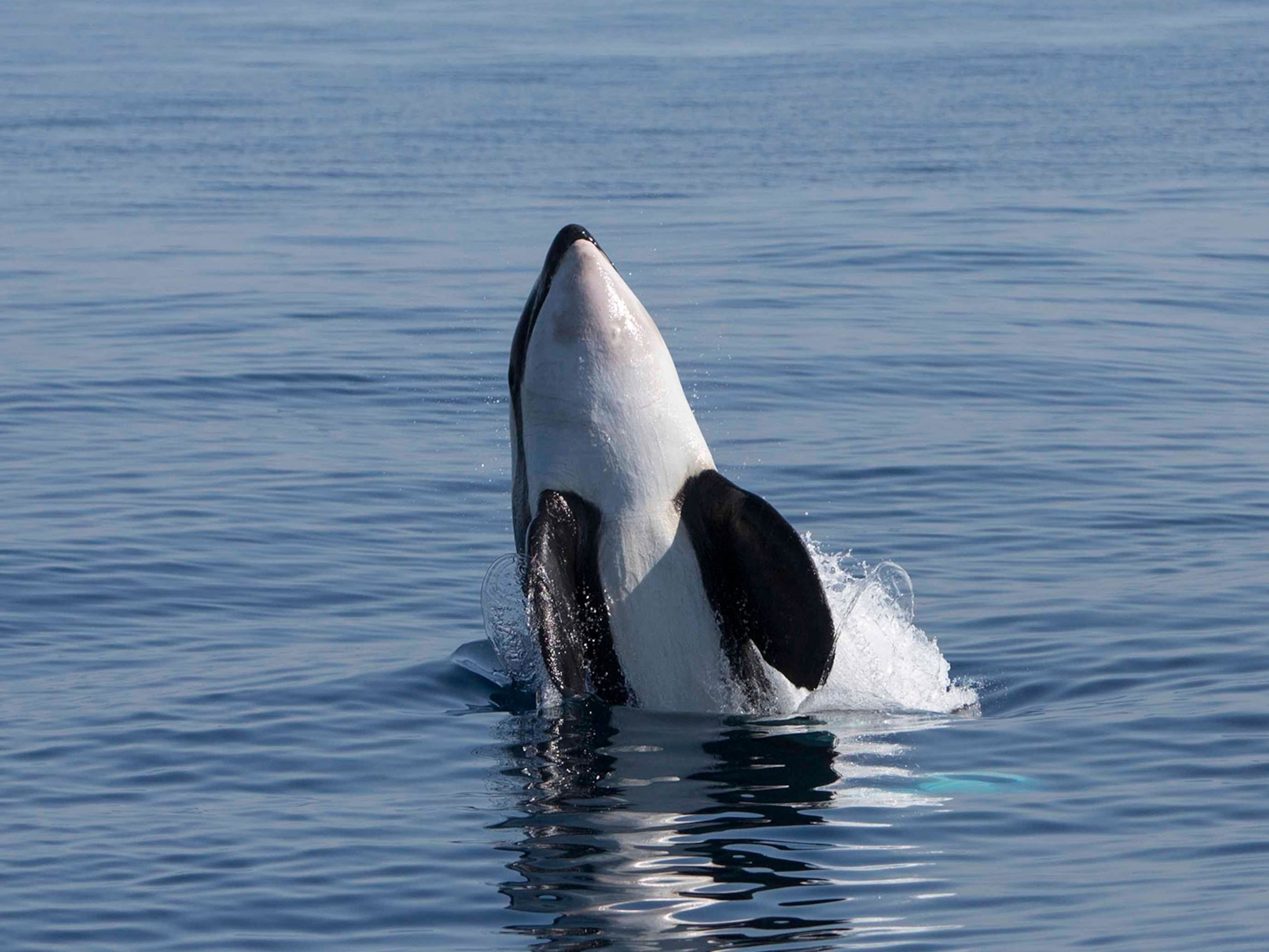 Watch how orcas sank yet another boat off the coast of Portugal | National  Geographic