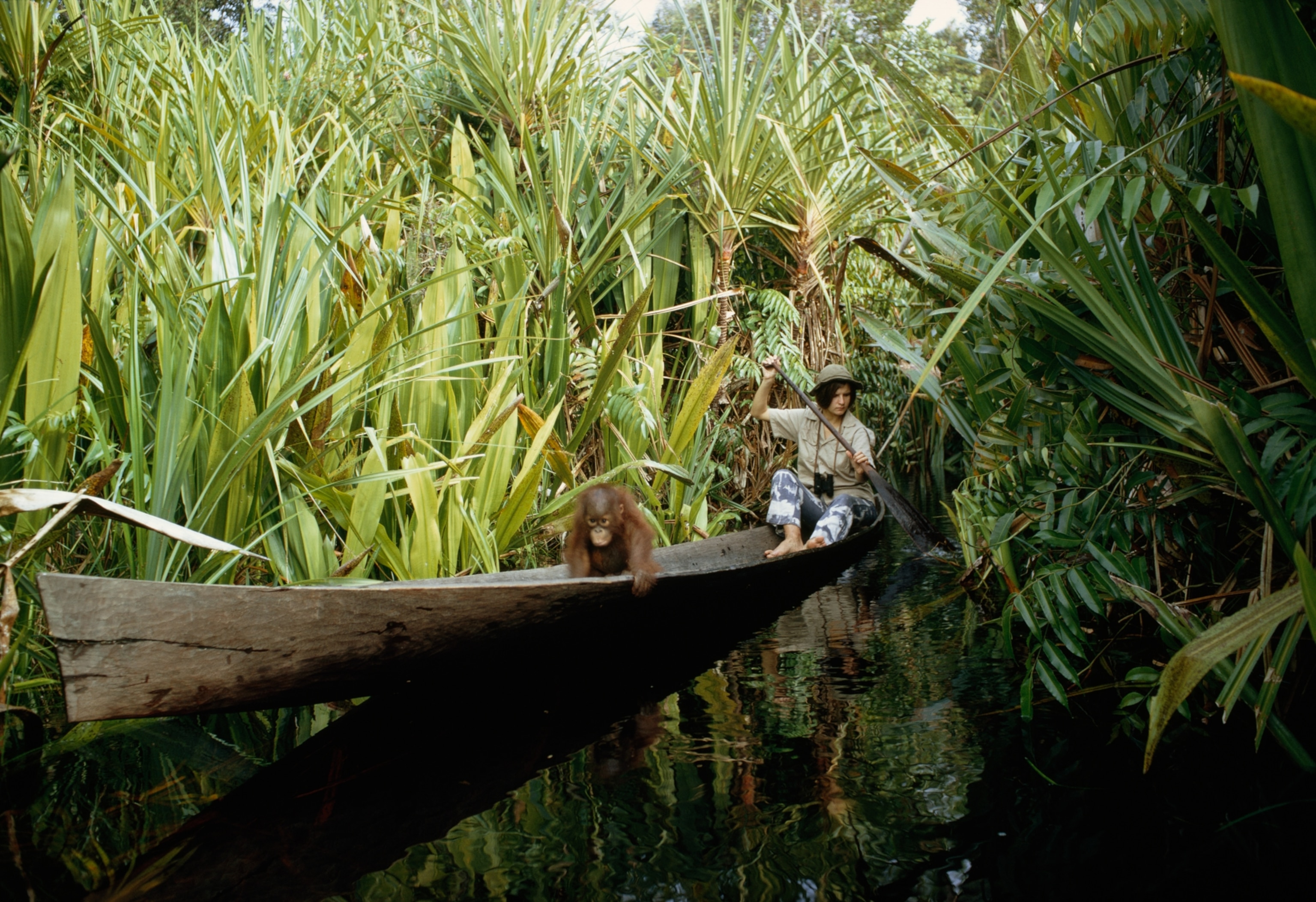 A woman paddles a wooden canoe through lush green jungle foliage, accompanied by an orangutan.