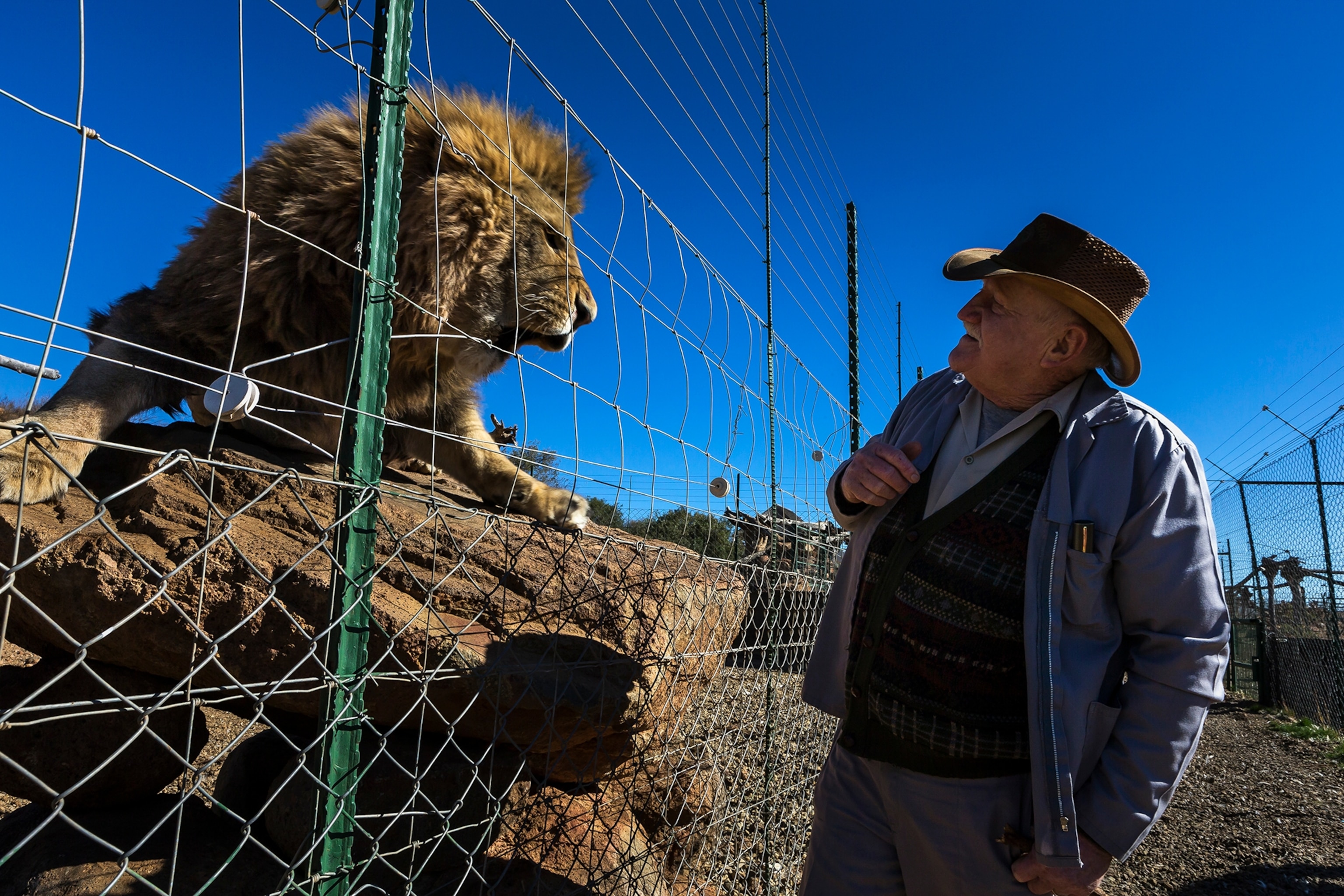 Images of breeding cages for lions on Buisfontein, a lion breeding farm outside of Wolmaransstad, South Africa, September 31, 2012. These lions will be raised to maturity, used for breeding purposes and when old enough will be sold to hunters for lion hunts in South Africa.