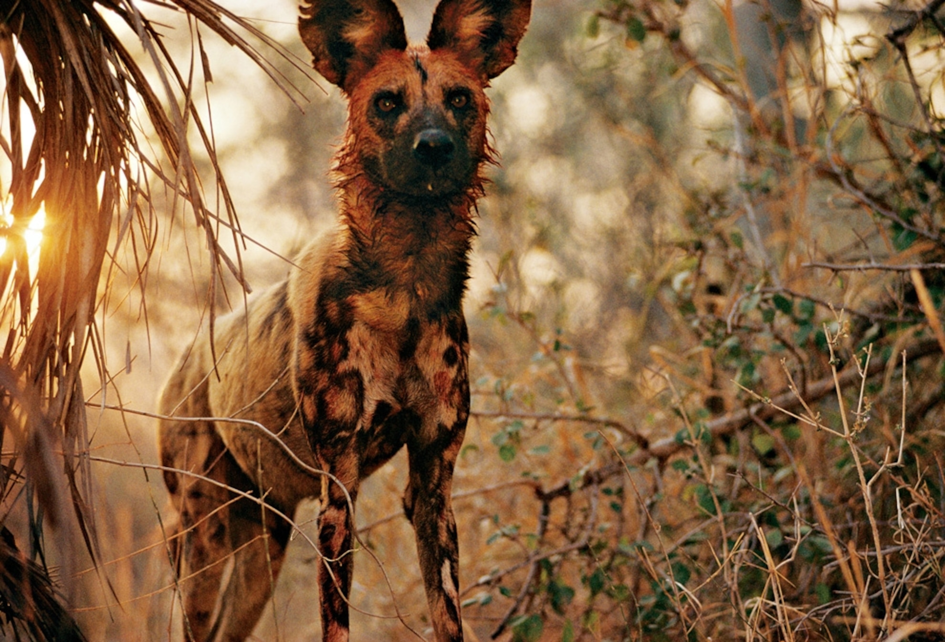 Close-up of an African wild dog covered in blood.