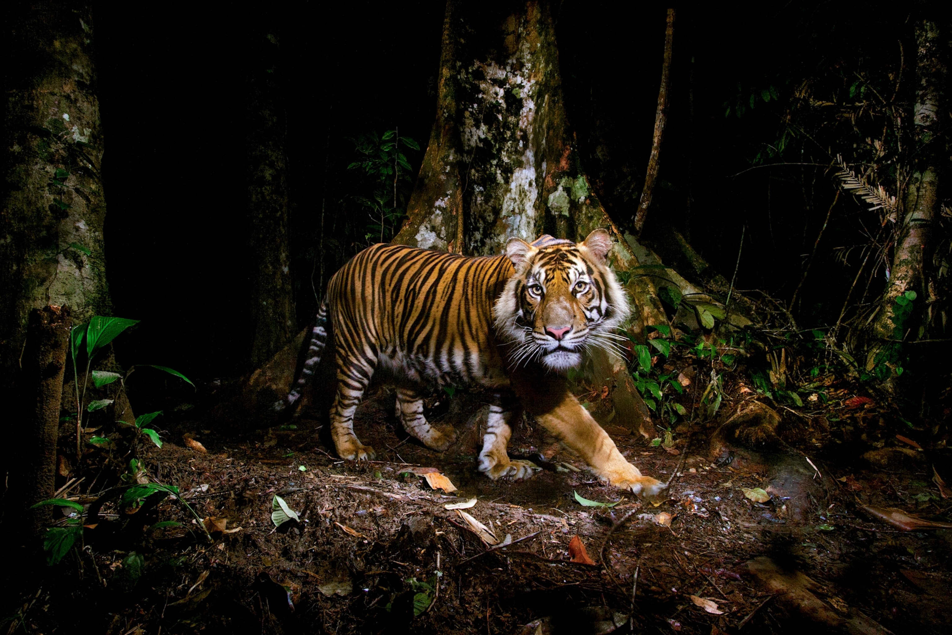 A male Sumatran tiger peers at a camera trap he triggered in the forests of northern Sumatra. Due to lost habi-tat and poaching, these critically endangered tigers could be the next subspecies to go extinct.