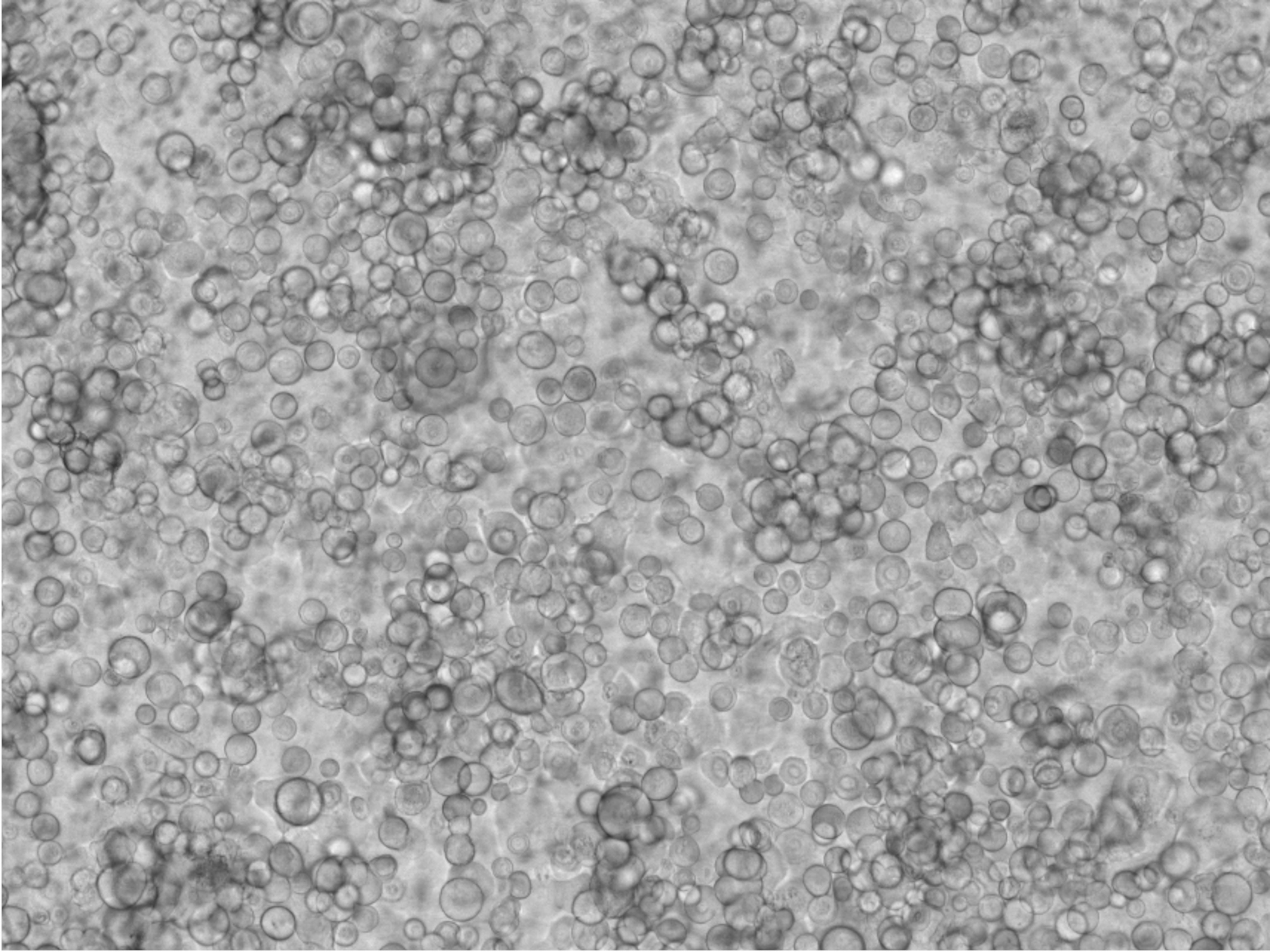 A microscopic view of round corneal stem cells.