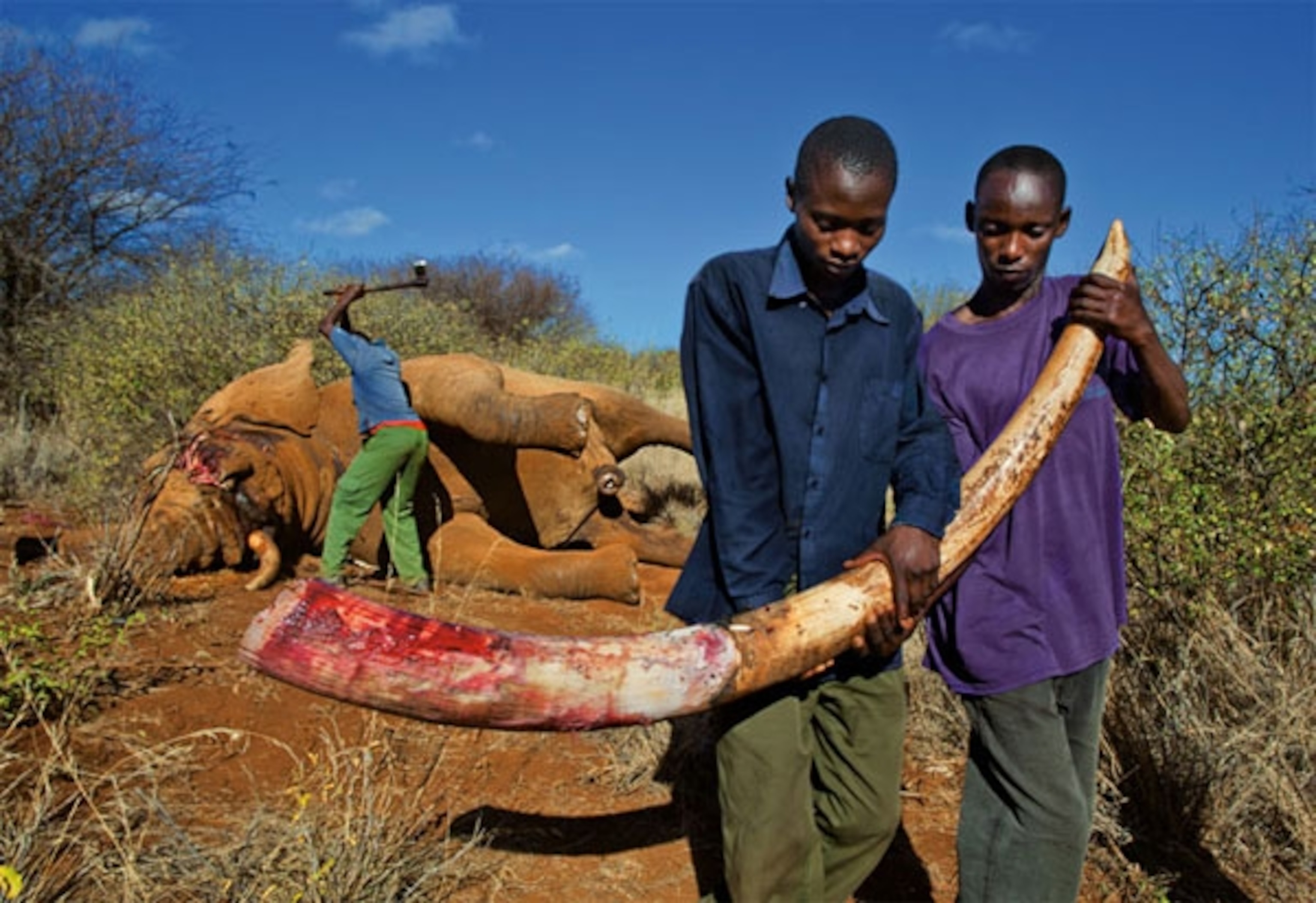 To keep the ivory from the black market, a plainclothes ranger hacks the tusks off a bull elephant killed illegally in Kenya’s Amboseli National Park. In the first half of this year six park rangers died protecting Kenya’s elephants; meanwhile, rangers killed 23 poachers. Credit: Brent Stirton