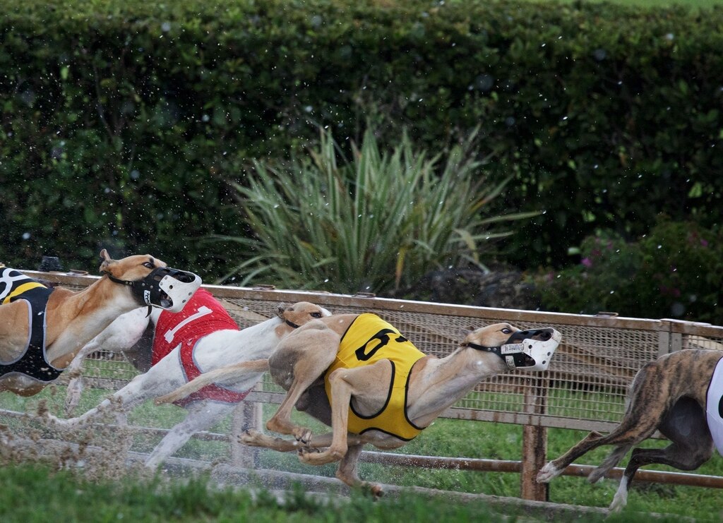 Greyhound Racing In The U S Is Coming To An End Greyhound Racing In The U S Is Coming To An End