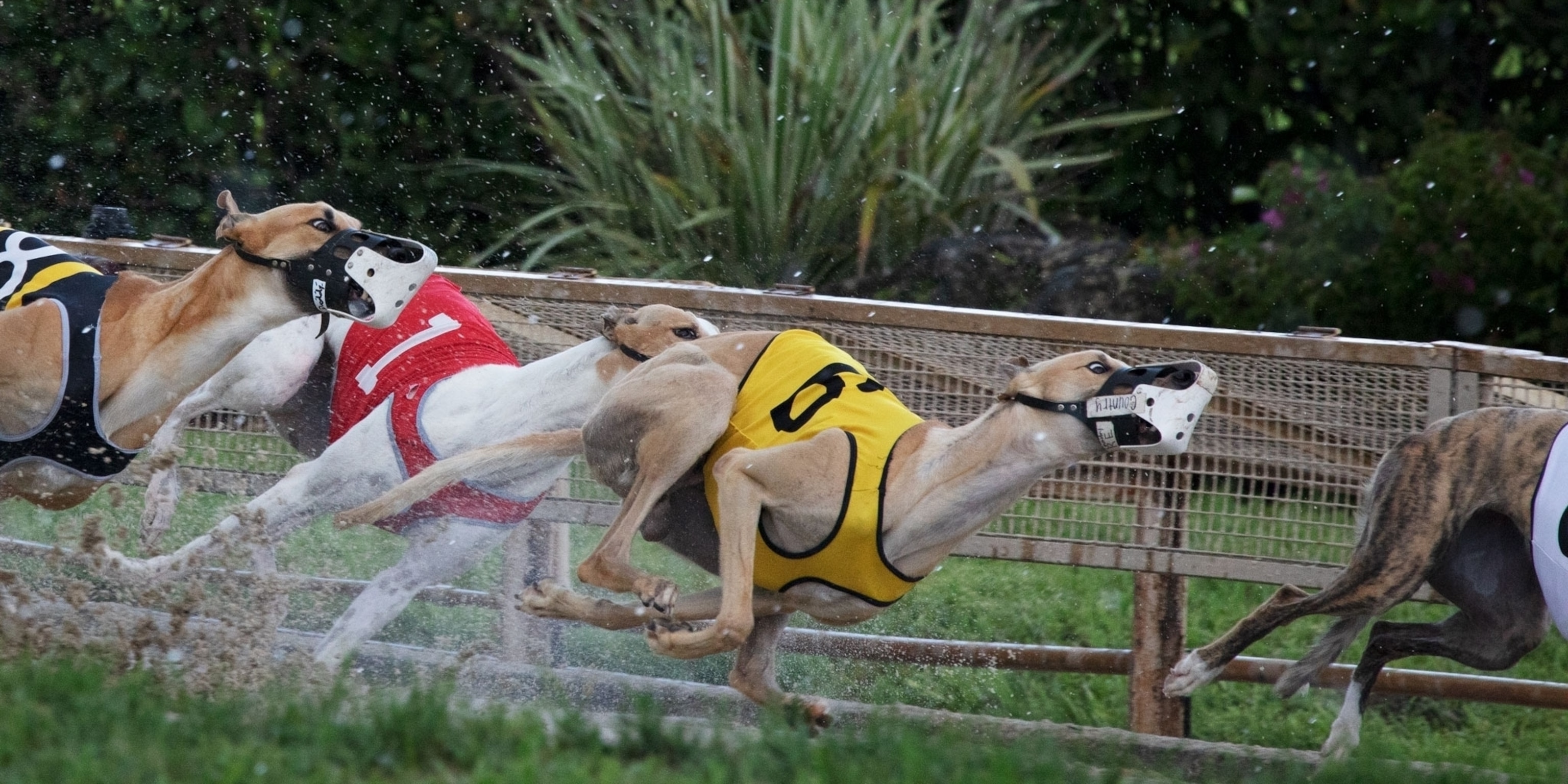 greyhound life jacket