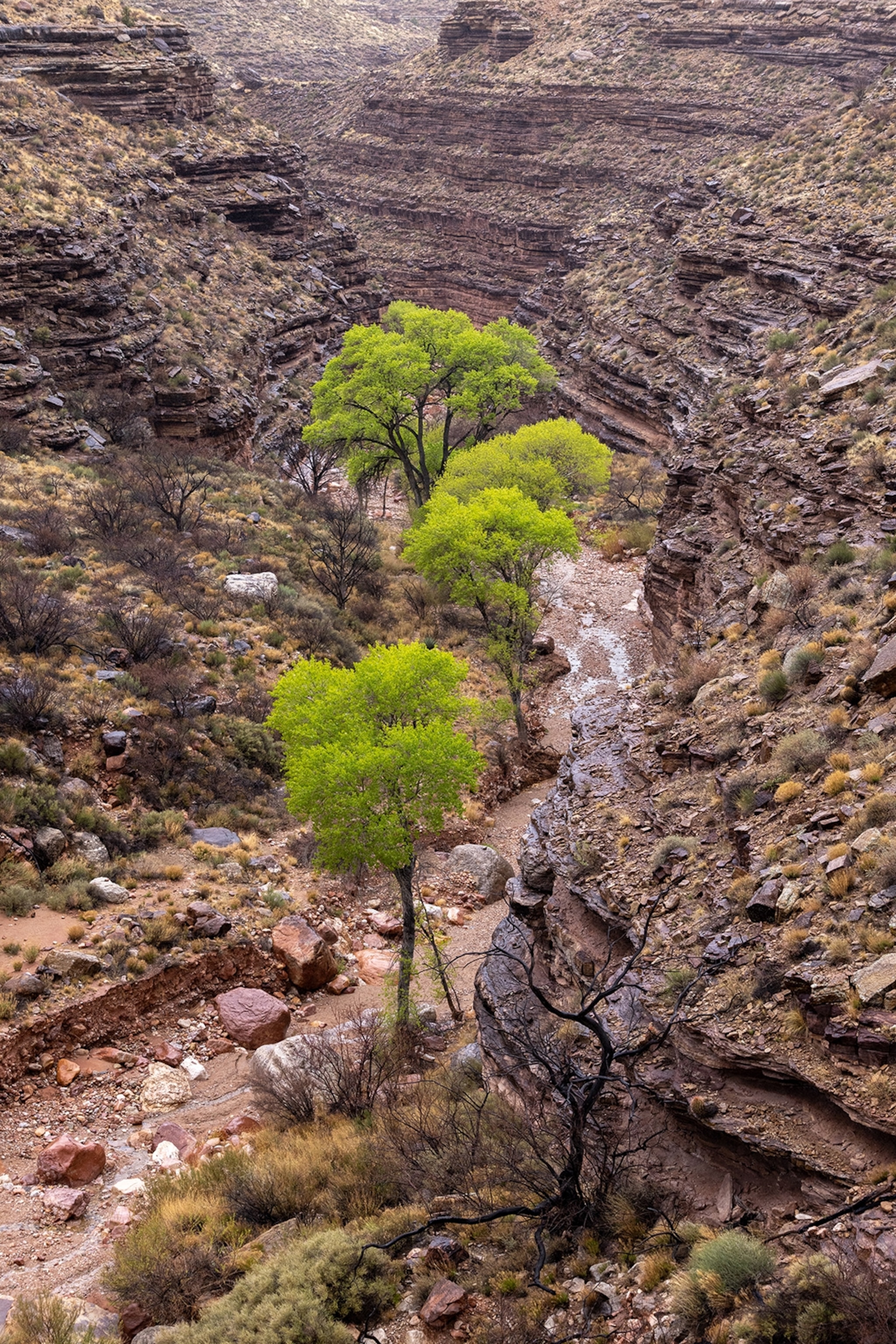 A bird's eye shot of a rocky riverbed with bright and bushy trees along the edge.
