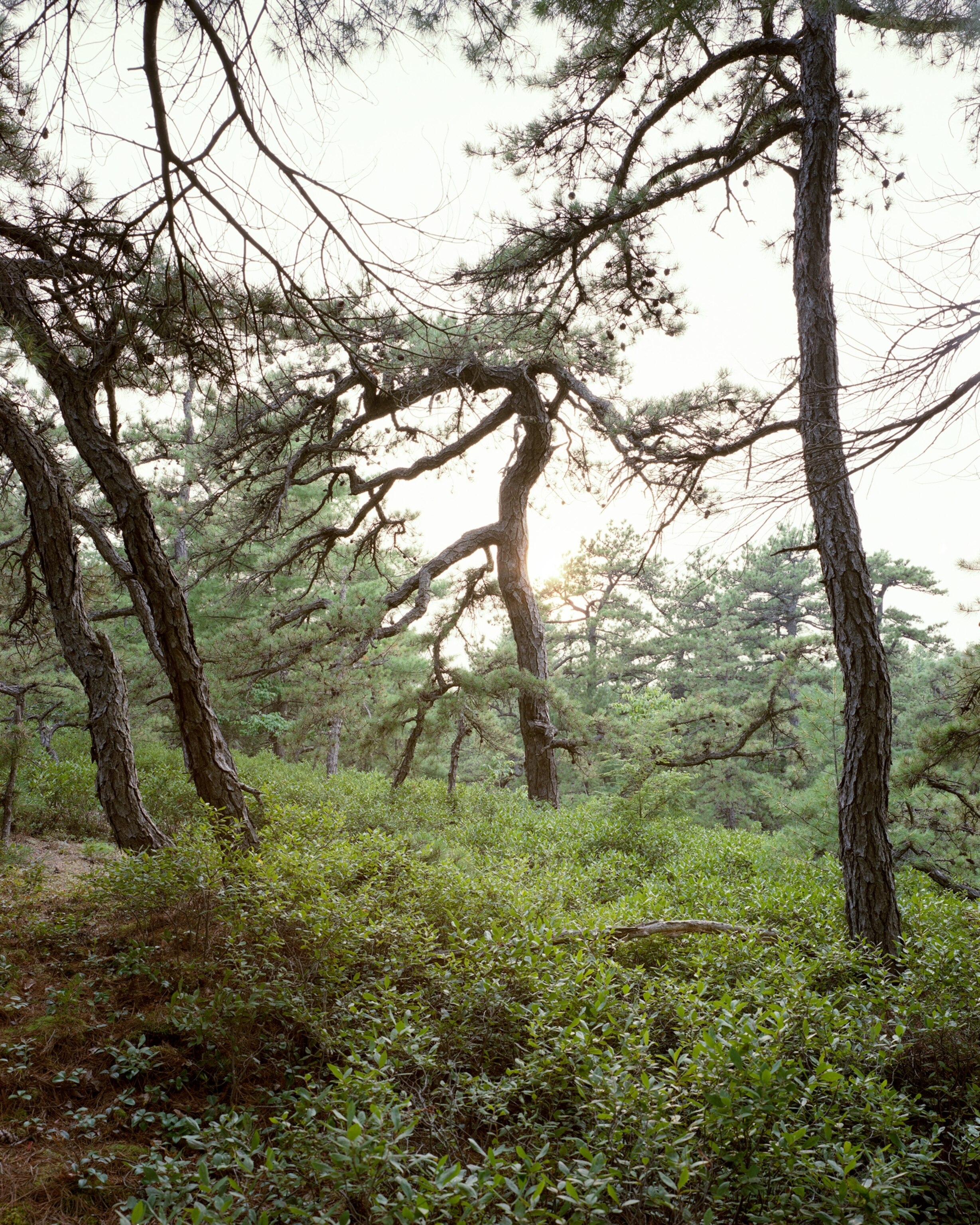 This Pitch Pine is thought to be one of the oldest known of its species in NYS.