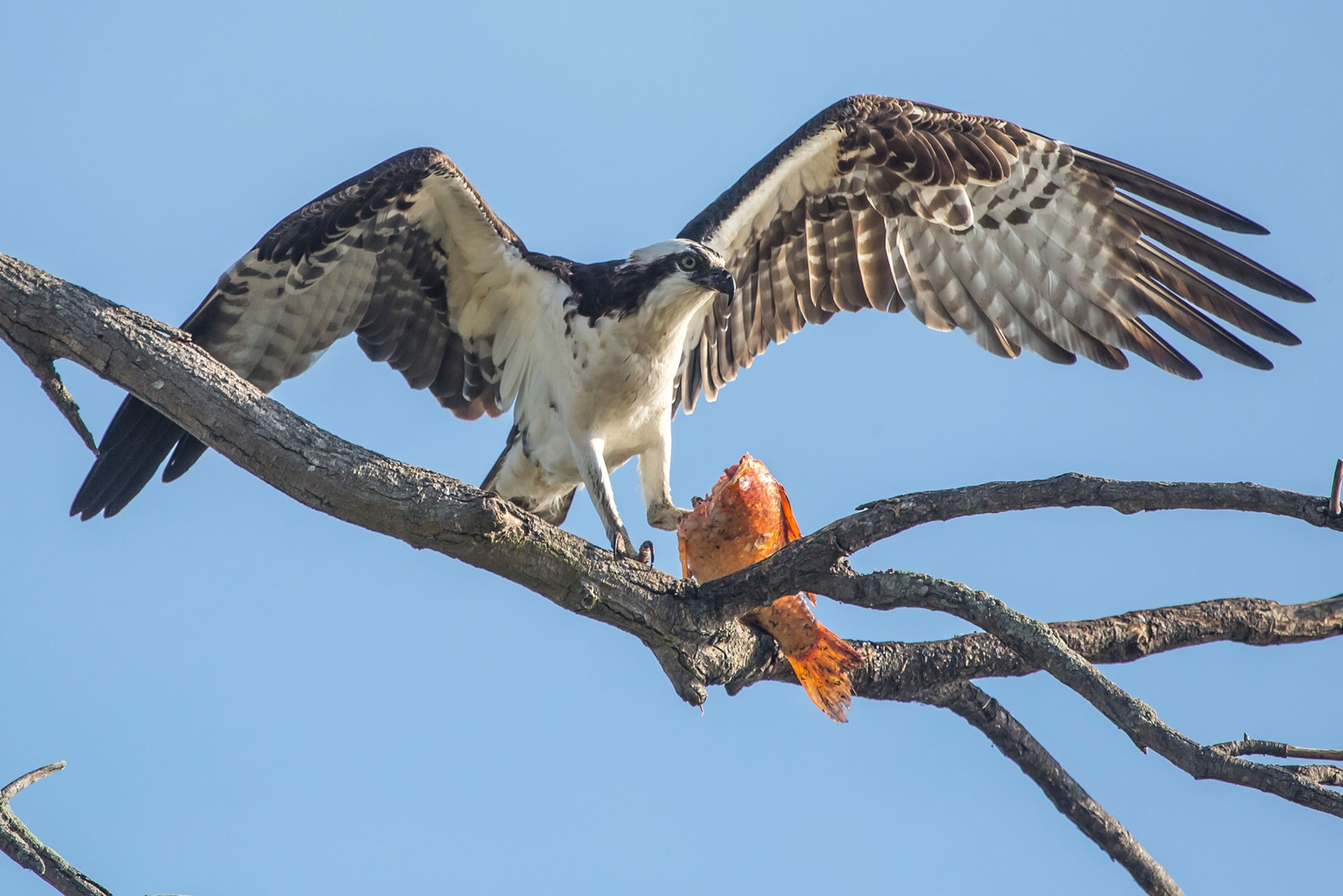 osprey with caught fish