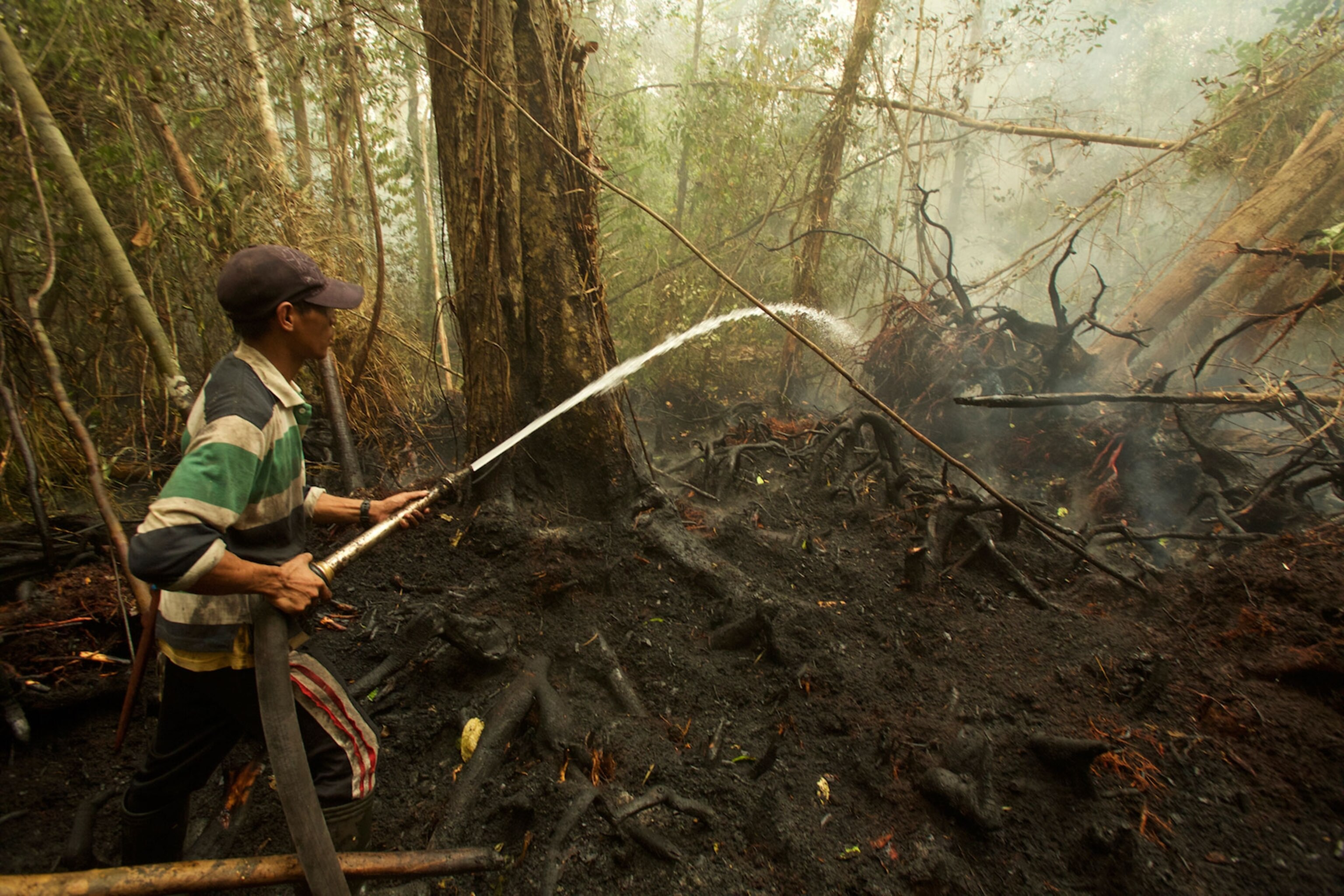 Photos Indonesia’s Rampant Fires Threaten Rare Orangutans