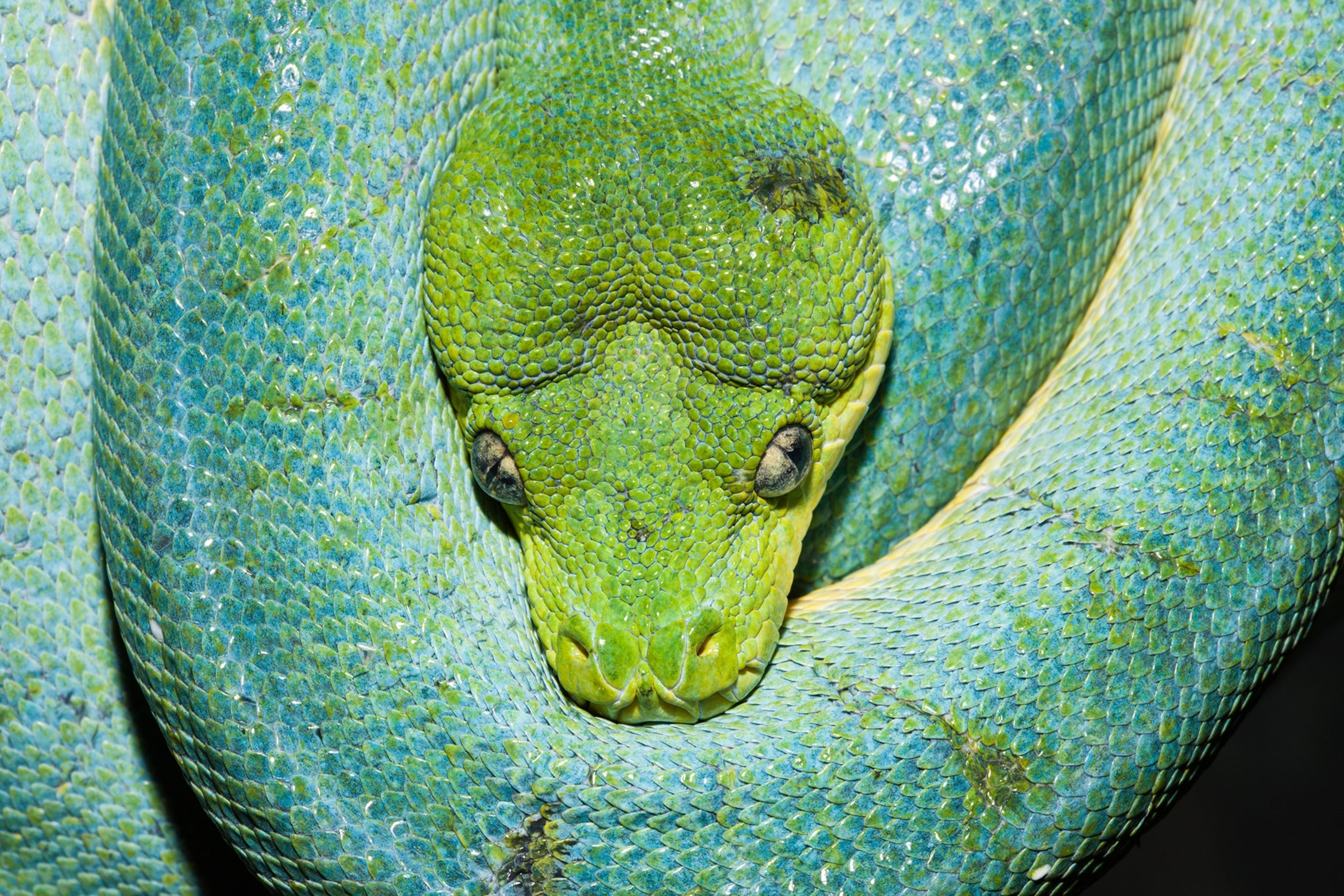 Green Tree Python